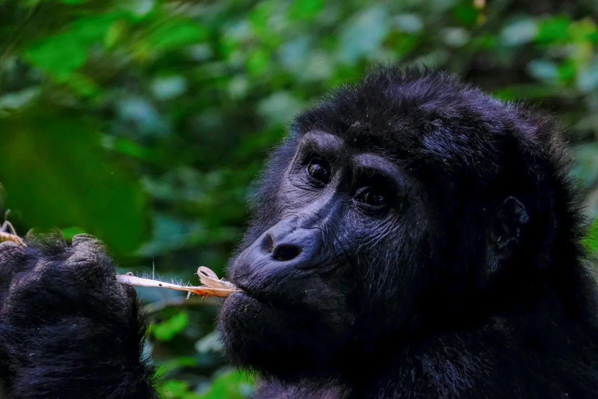 6-Day Uganda Gorilla Trekking Safari from UK