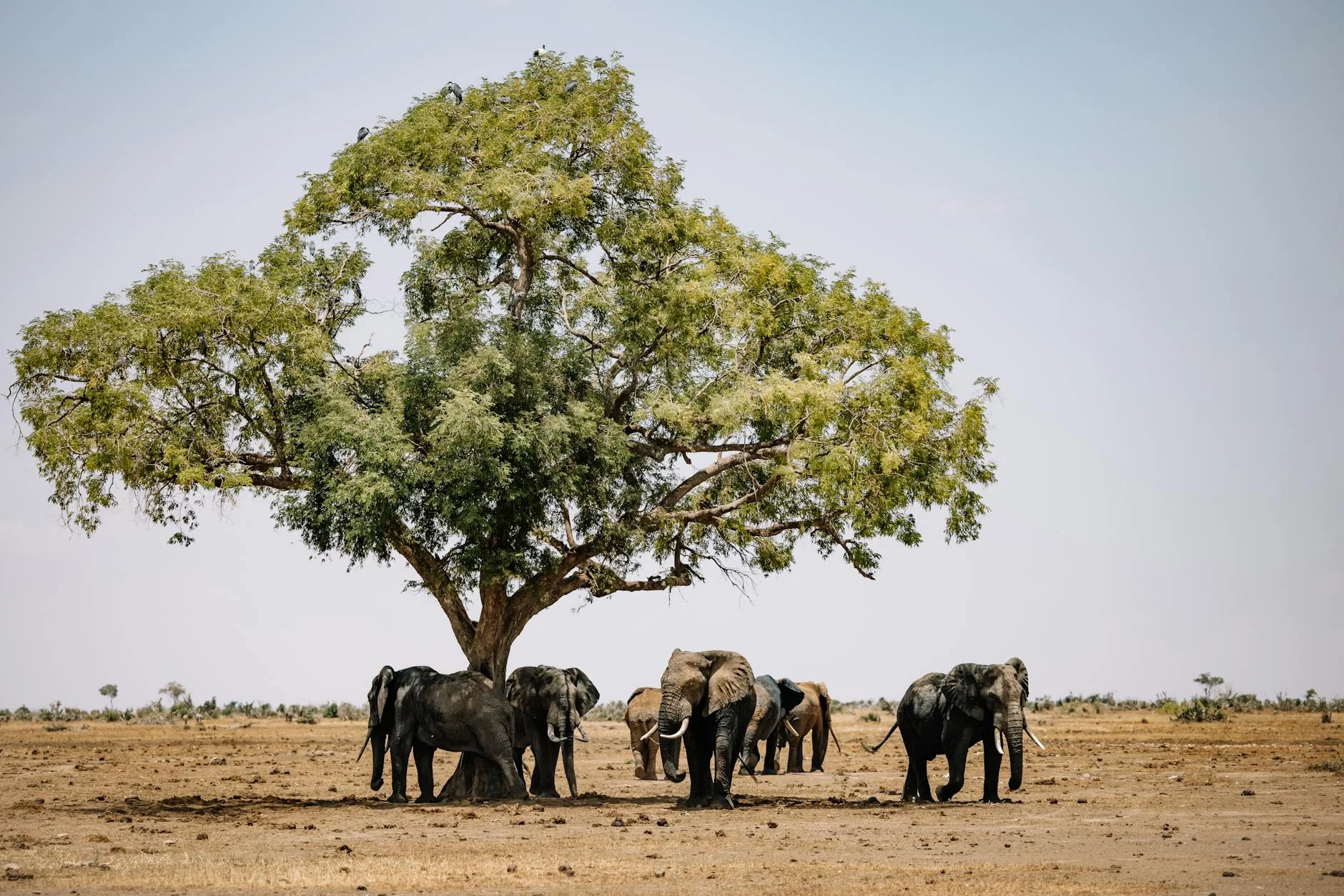 Elephants in Amboseli National Park Kenya with Mount Kilimanjaro - best place to see elephants on safari