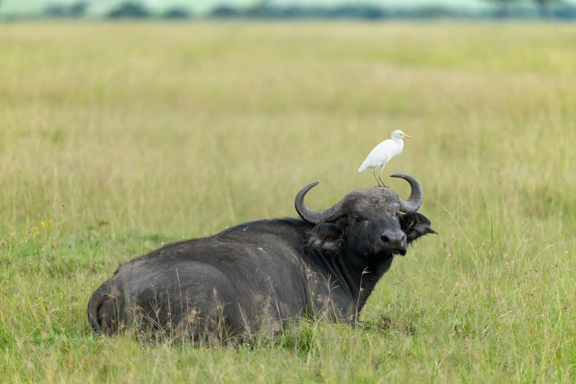 Cape buffalo conservation - protecting buffalo populations on safari