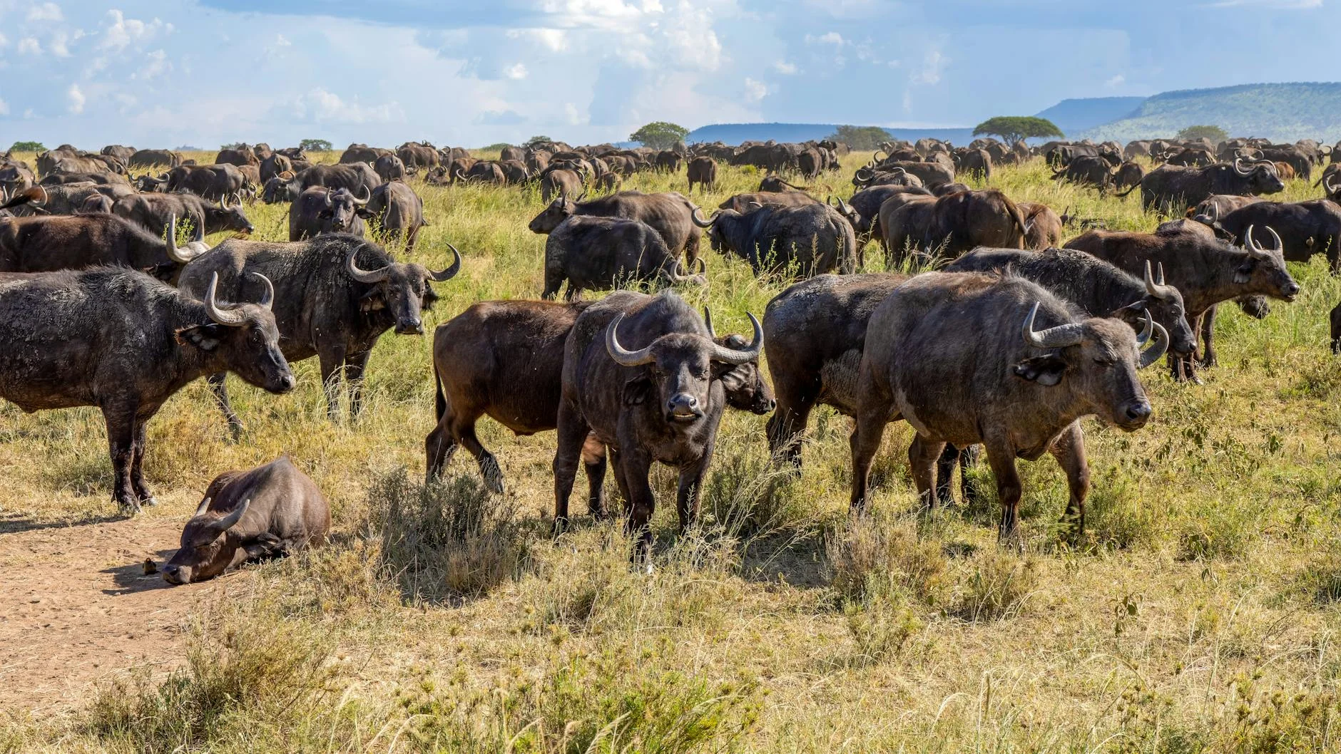 Cape buffalo defensive formation on safari - protecting herd members