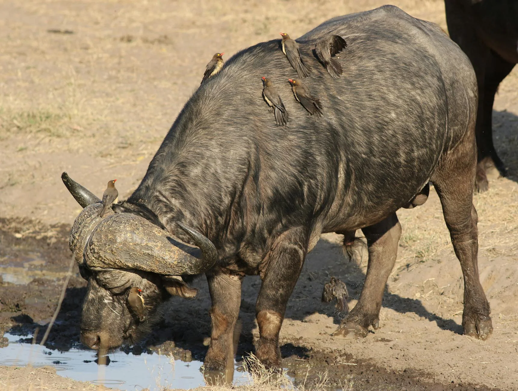 Cape buffalo during dry season on safari - best time to see buffalo at waterholes
