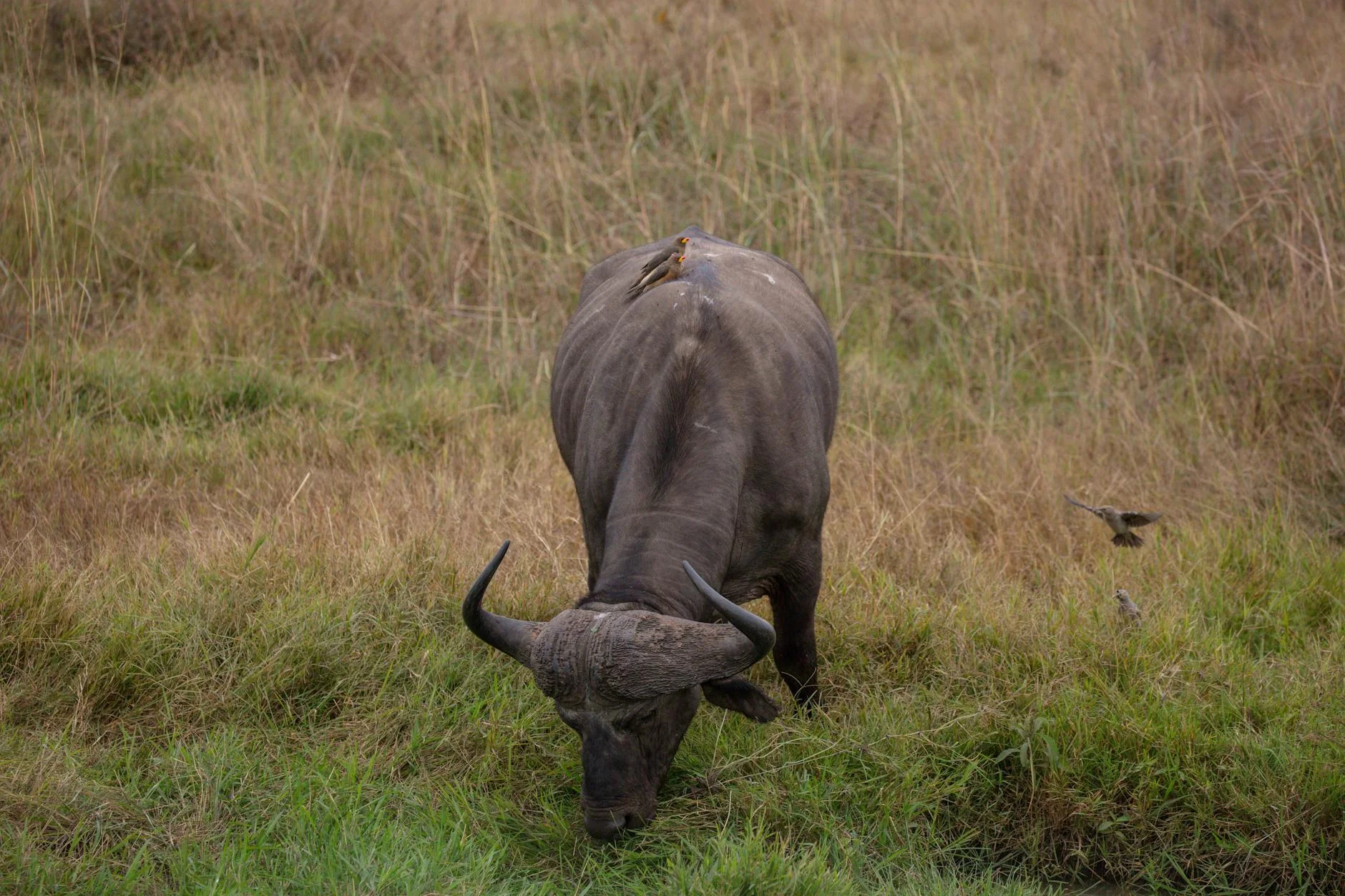 Cape buffalo grazing on safari - feeding behaviour and daily activity