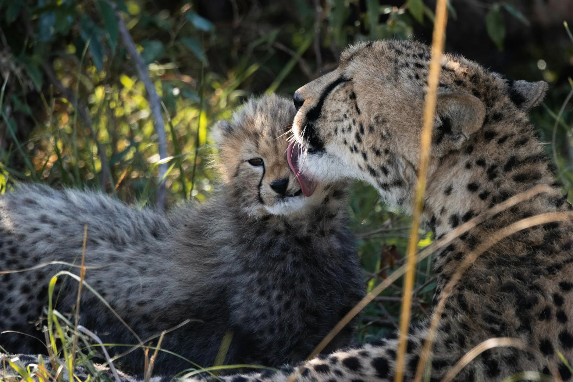 Cheetah coalition on safari - male cheetahs working together