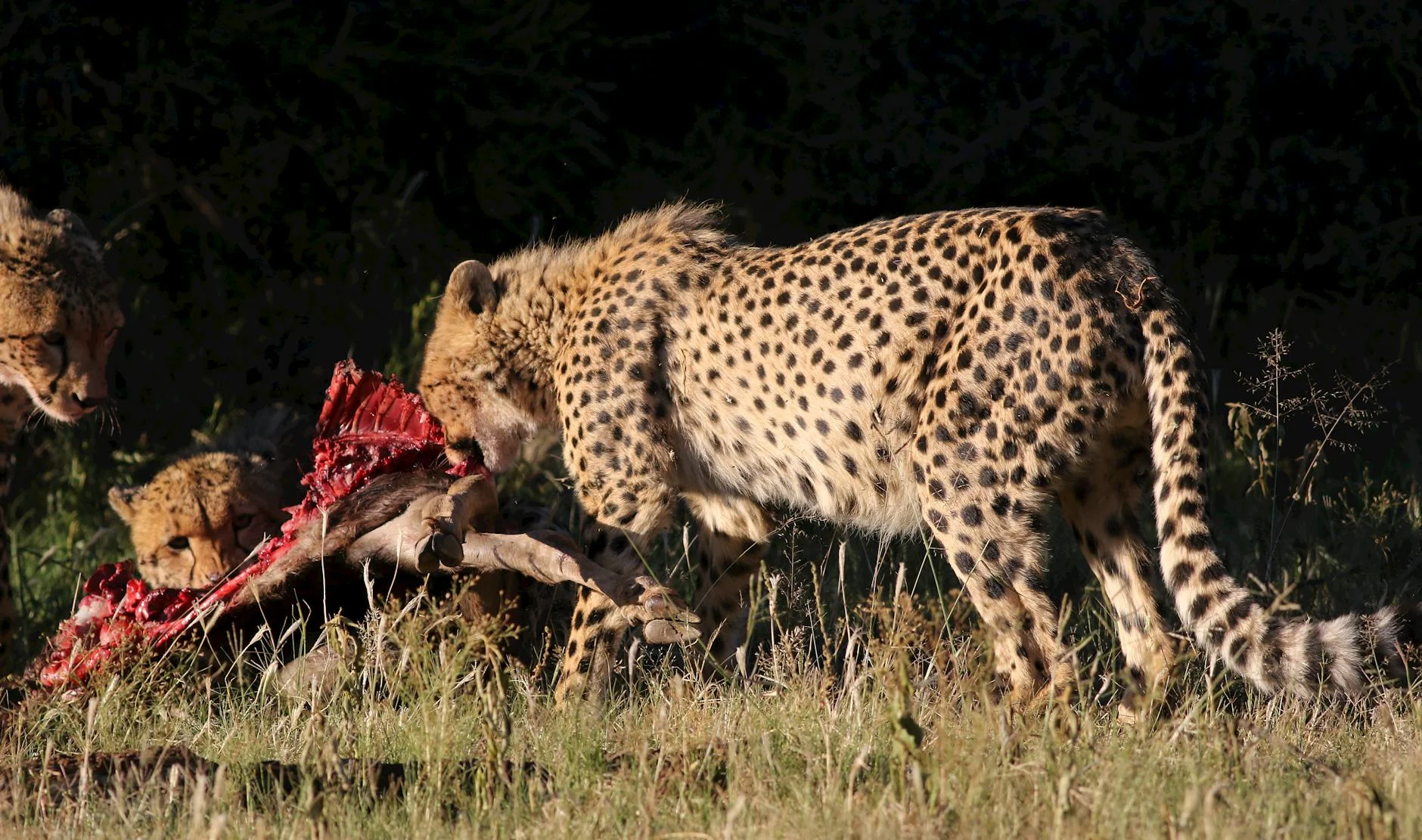 Cheetah hunting on safari - stalking and high-speed chase behaviour