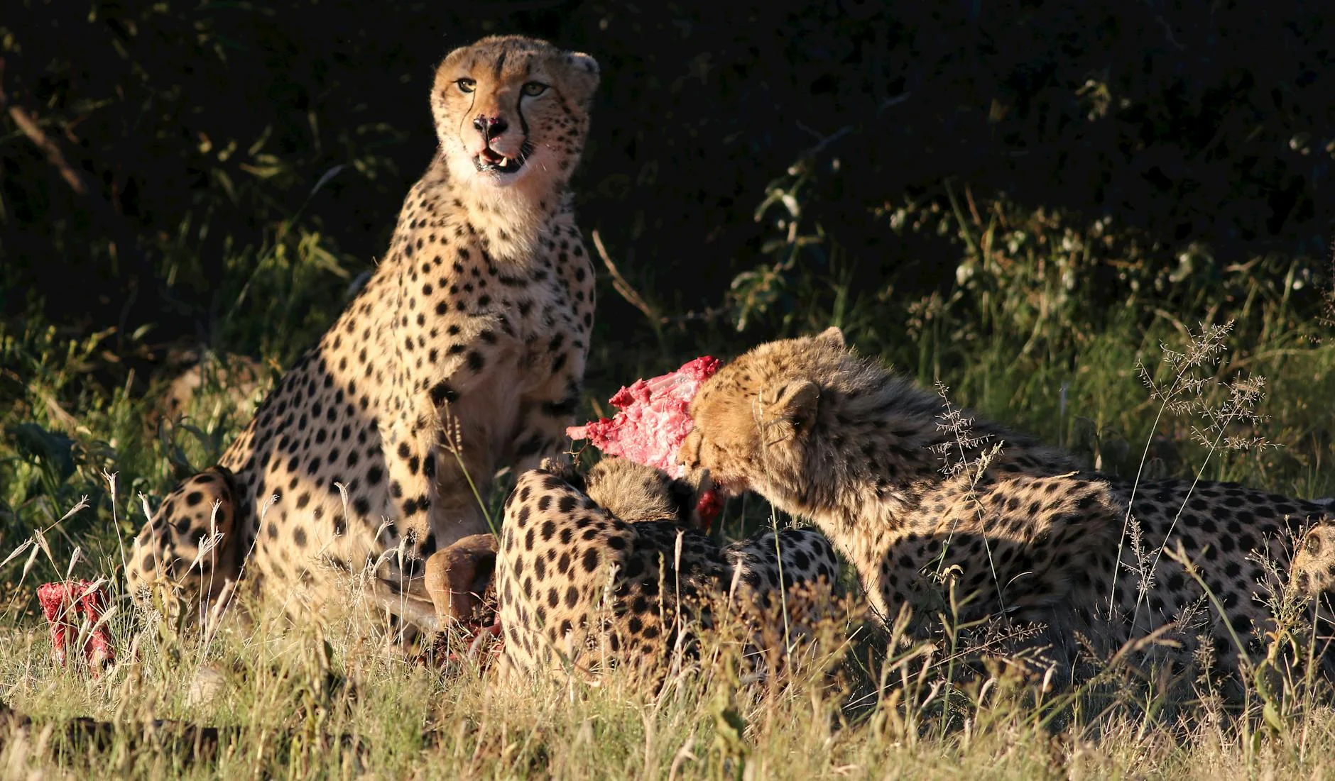 Cheetah with kill on safari - eating quickly before other predators arrive