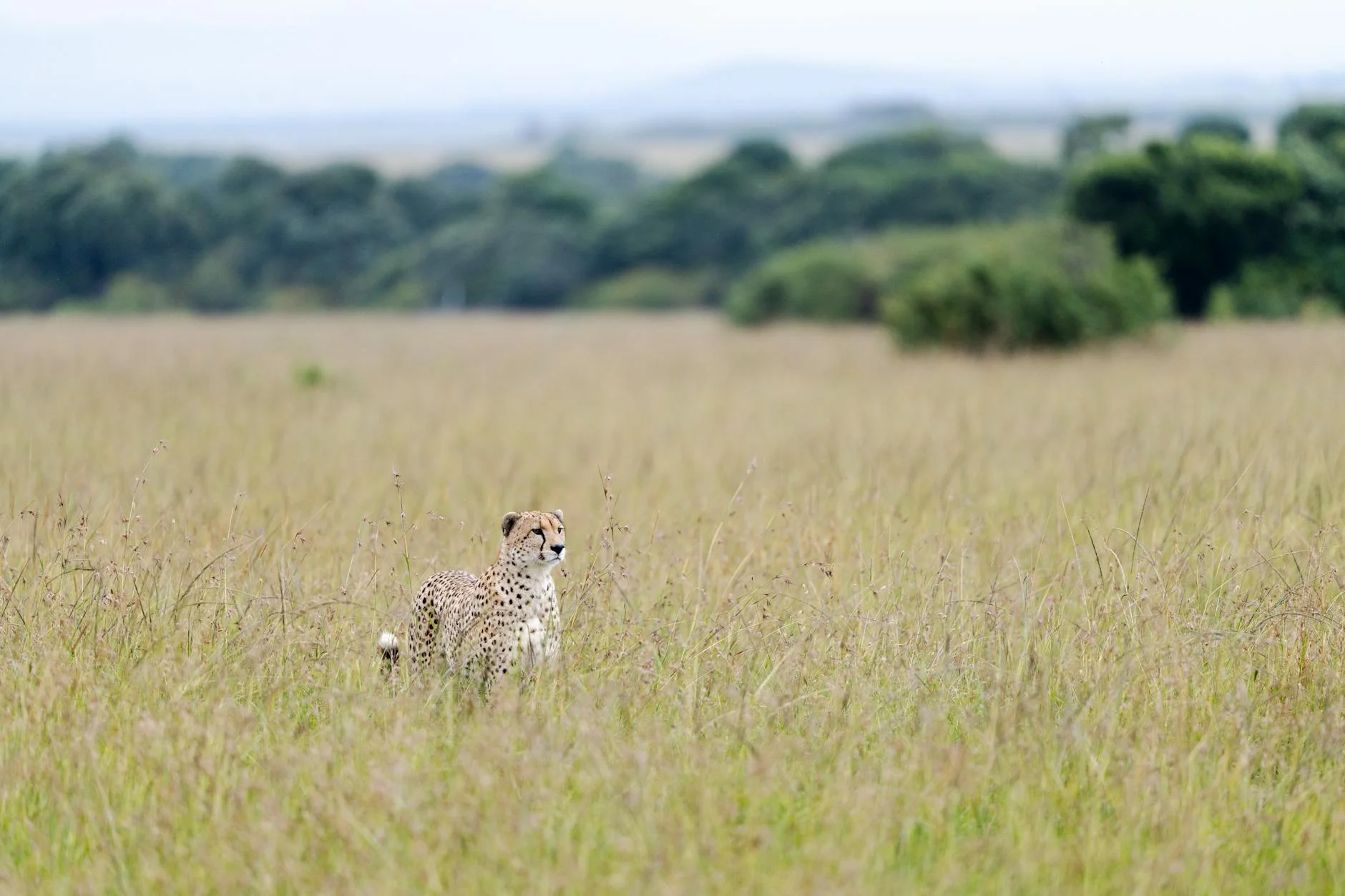 Cheetah on early morning game drive - best time of day to see cheetahs active