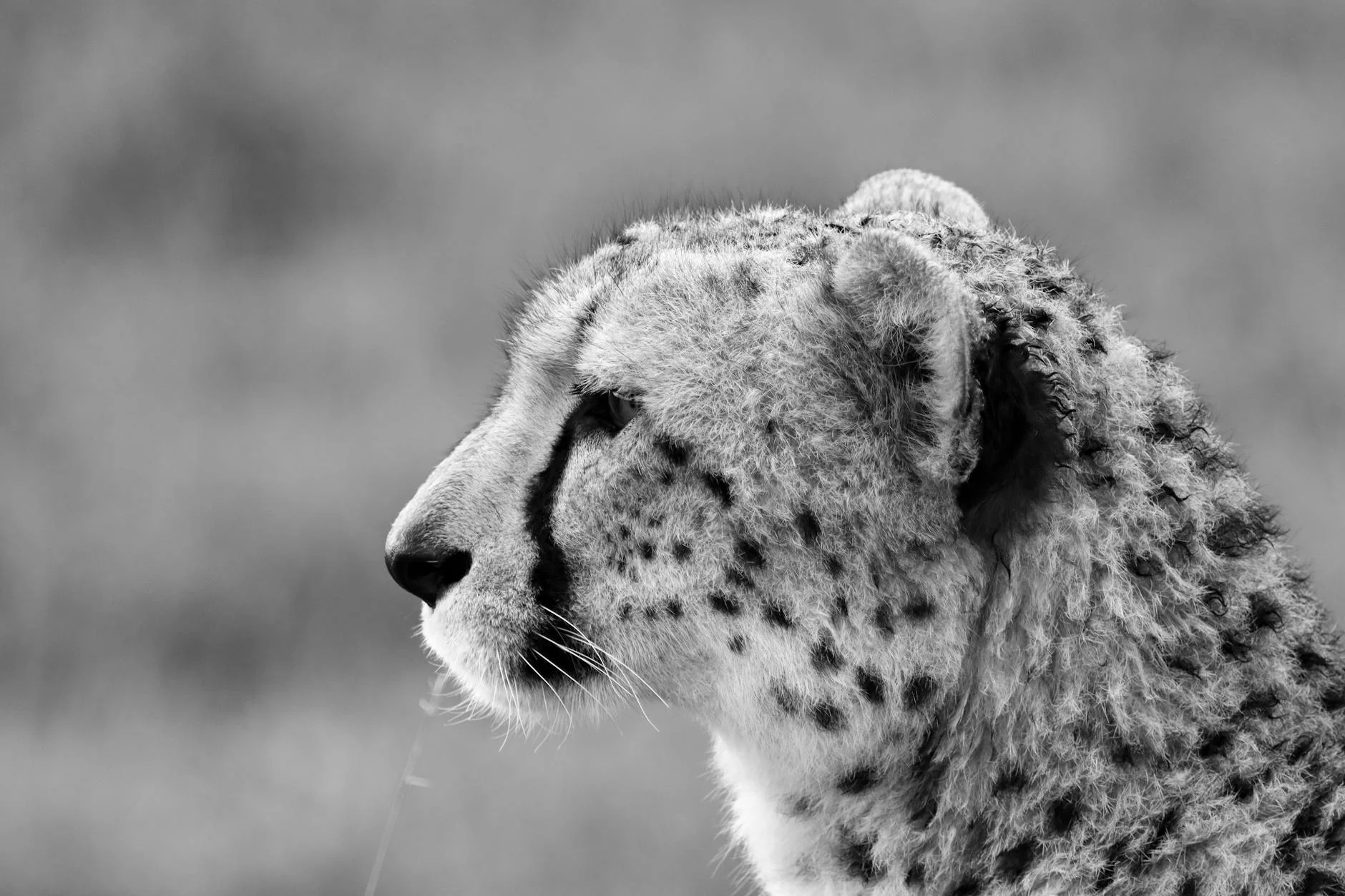 Cheetah physical characteristics on safari - sleek body built for speed