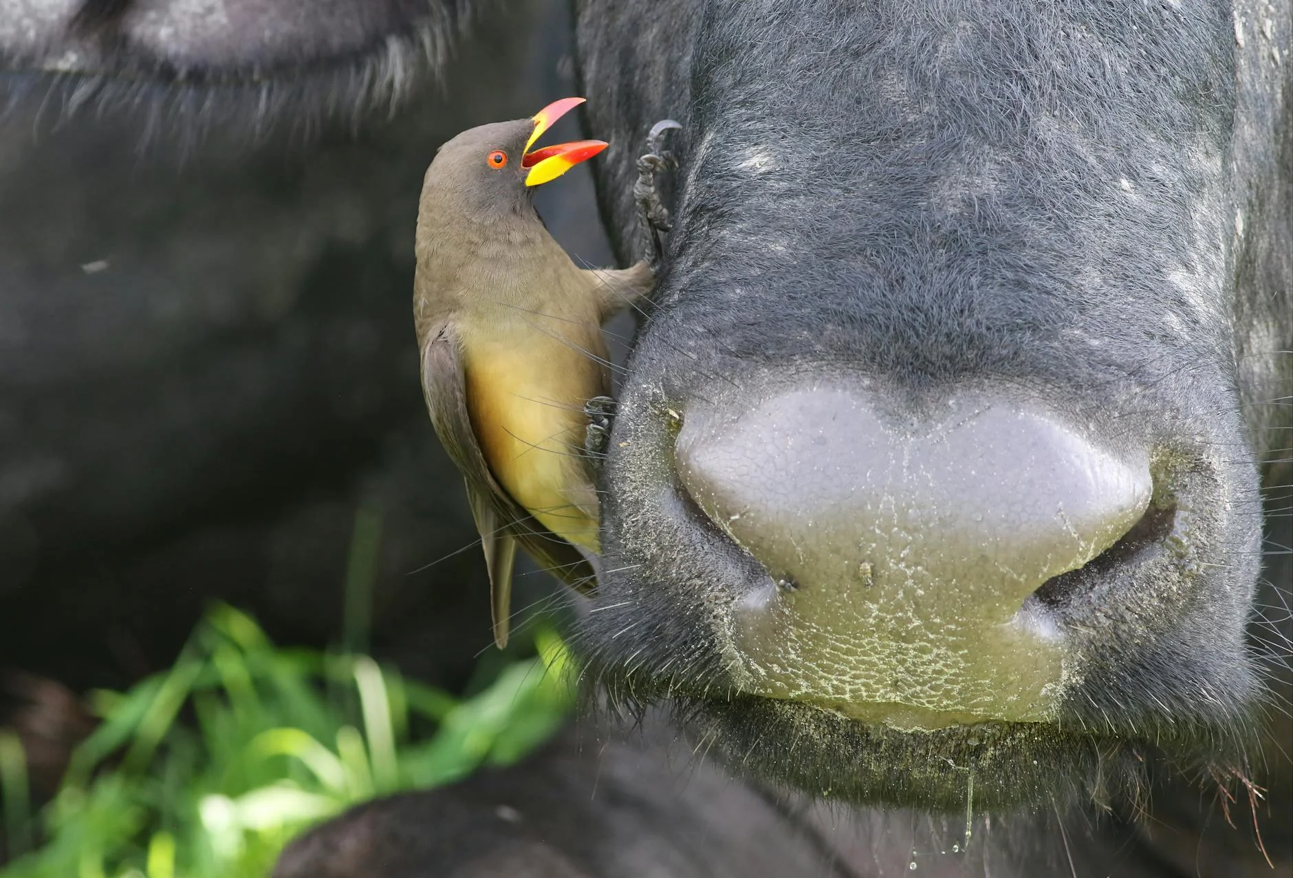 Cape buffalo in Chobe National Park Botswana - large herds at water sources