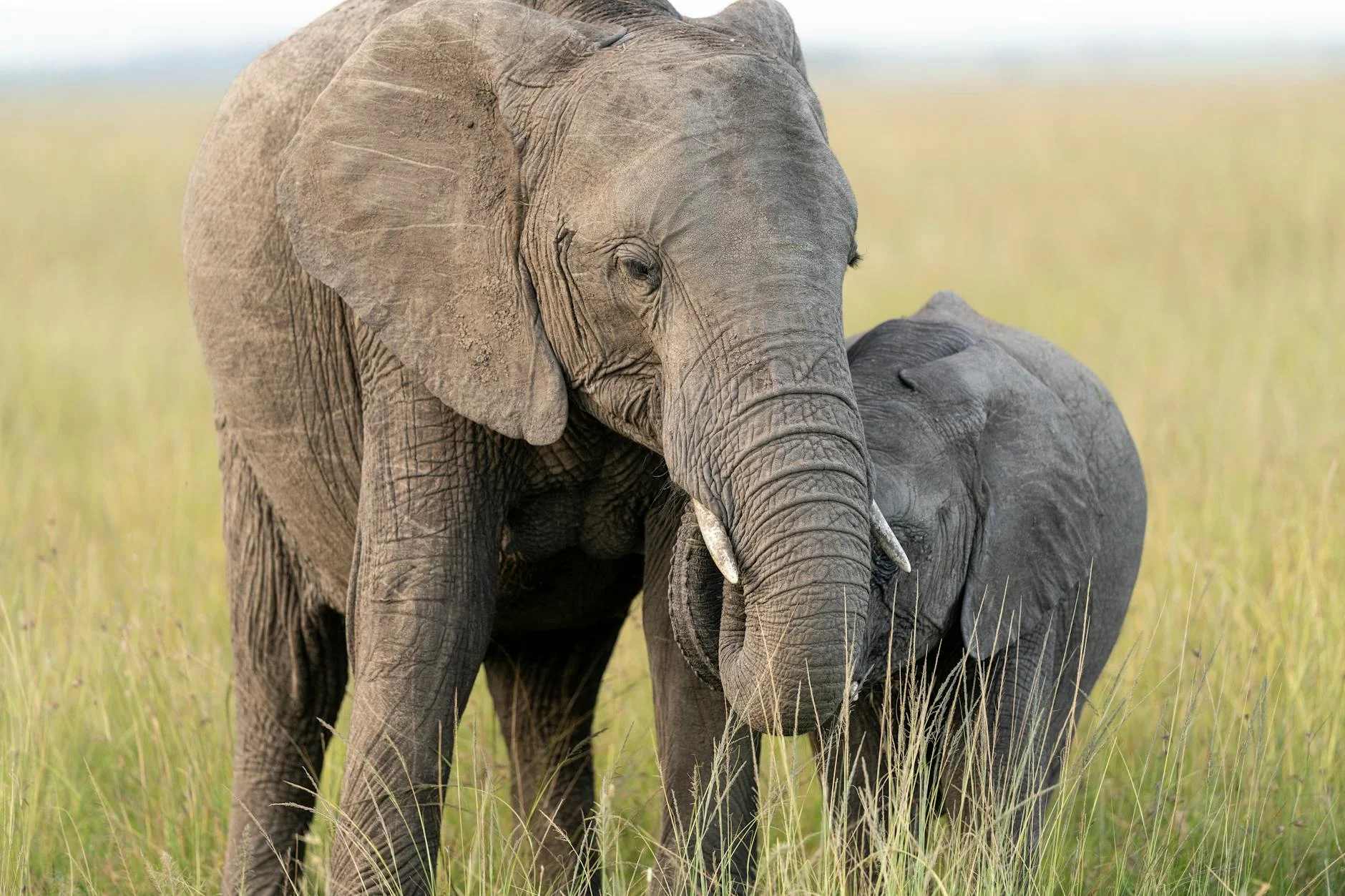 Elephant conservation efforts - protecting elephants on safari in Africa