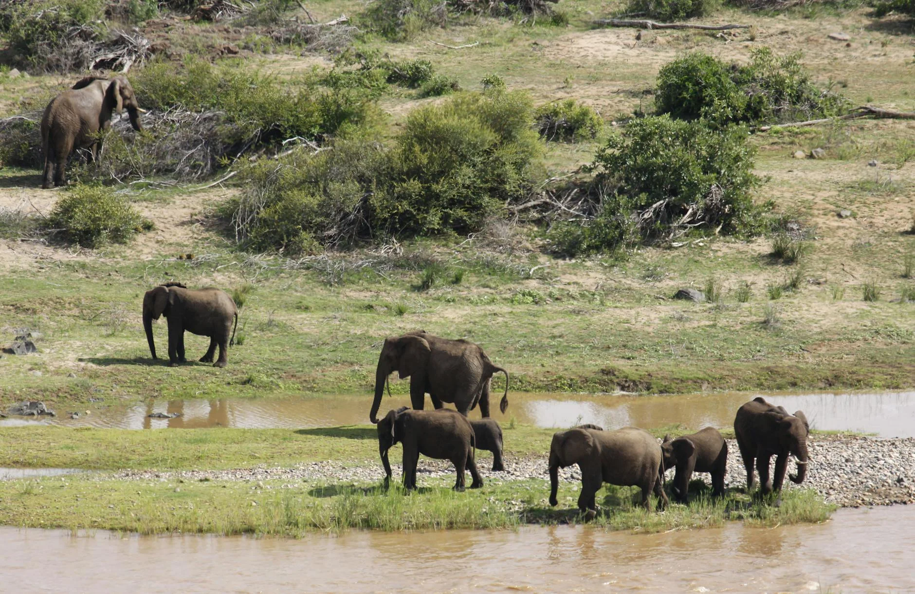 Elephant herd behaviour on safari - social structure and family bonds