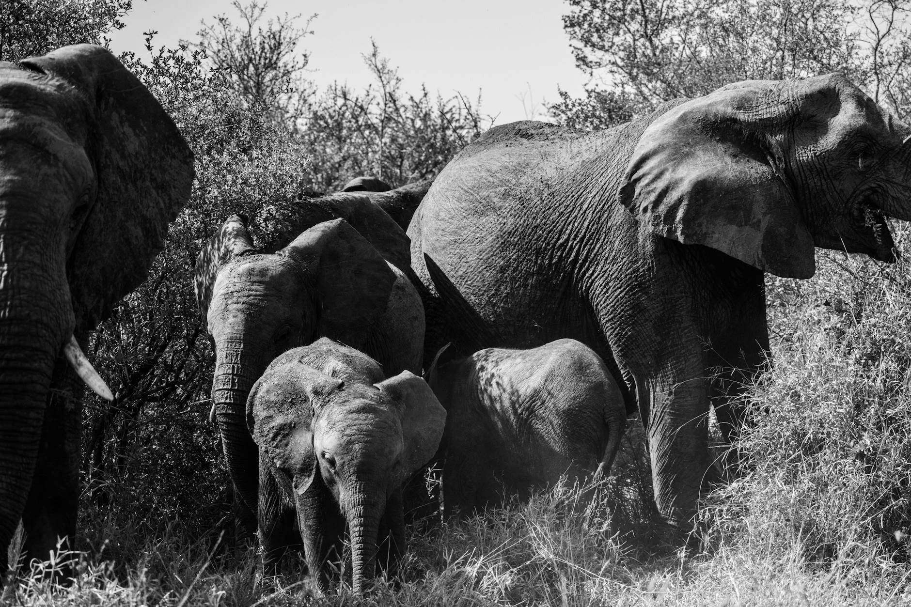 Female elephant herd with calves on safari - matriarchal family structure