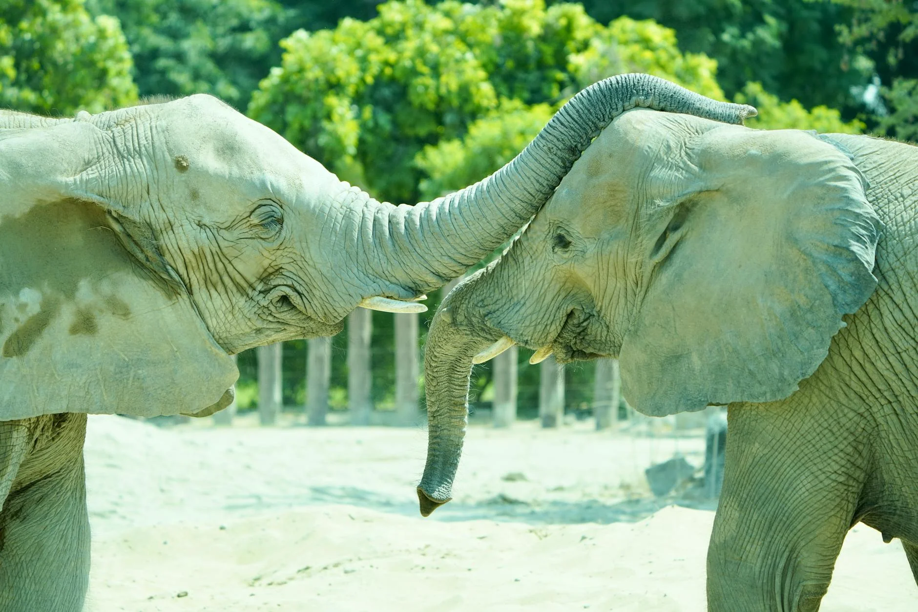 Elephants communicating on safari - trunk touching and social interaction