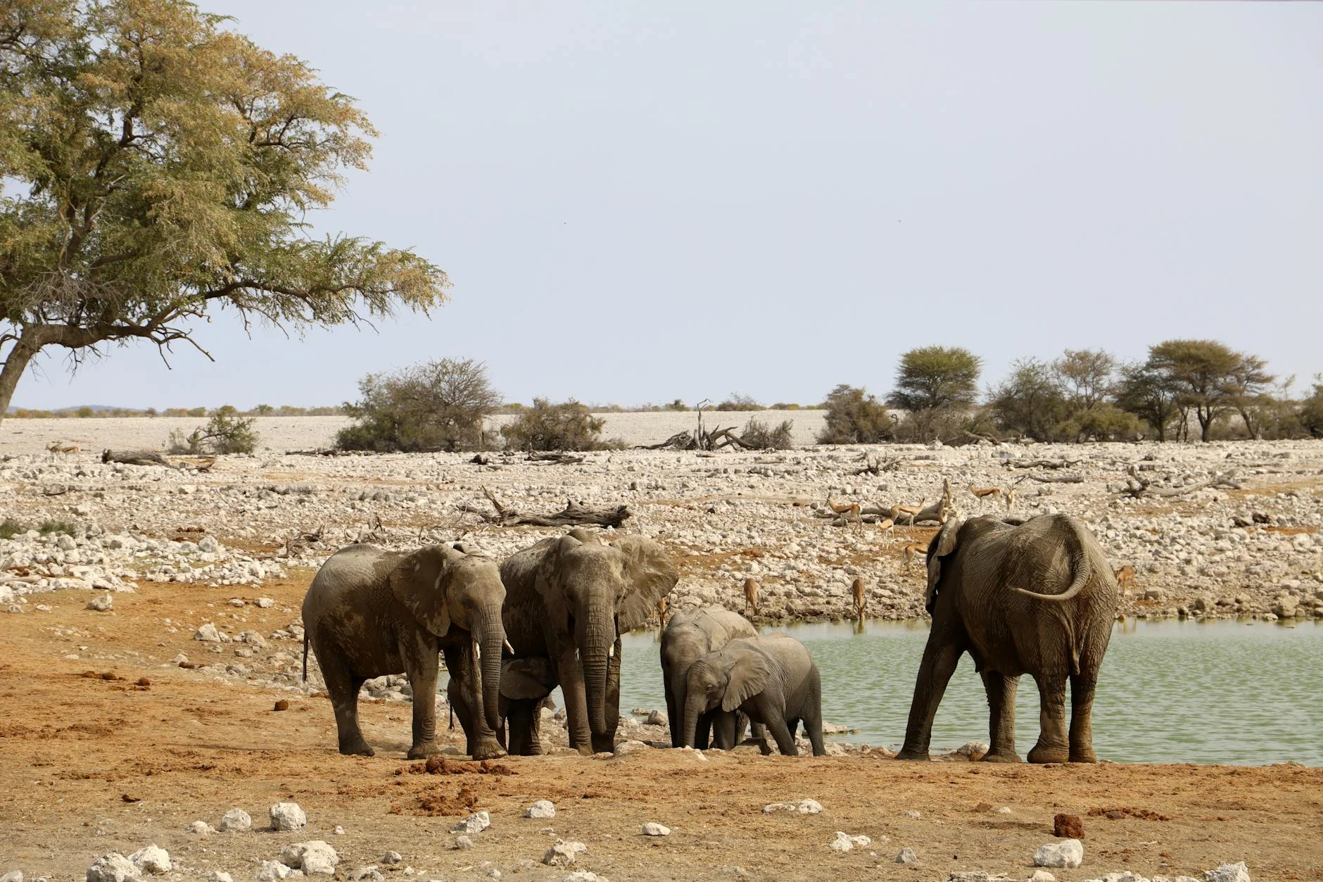 Elephants during dry season on safari - best time to see elephants at waterholes