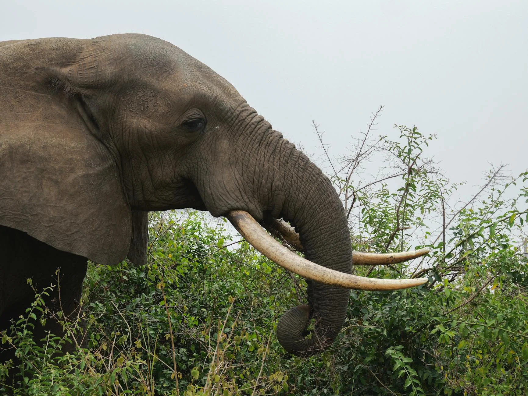 Elephants feeding on safari - using trunk and tusks to eat vegetation
