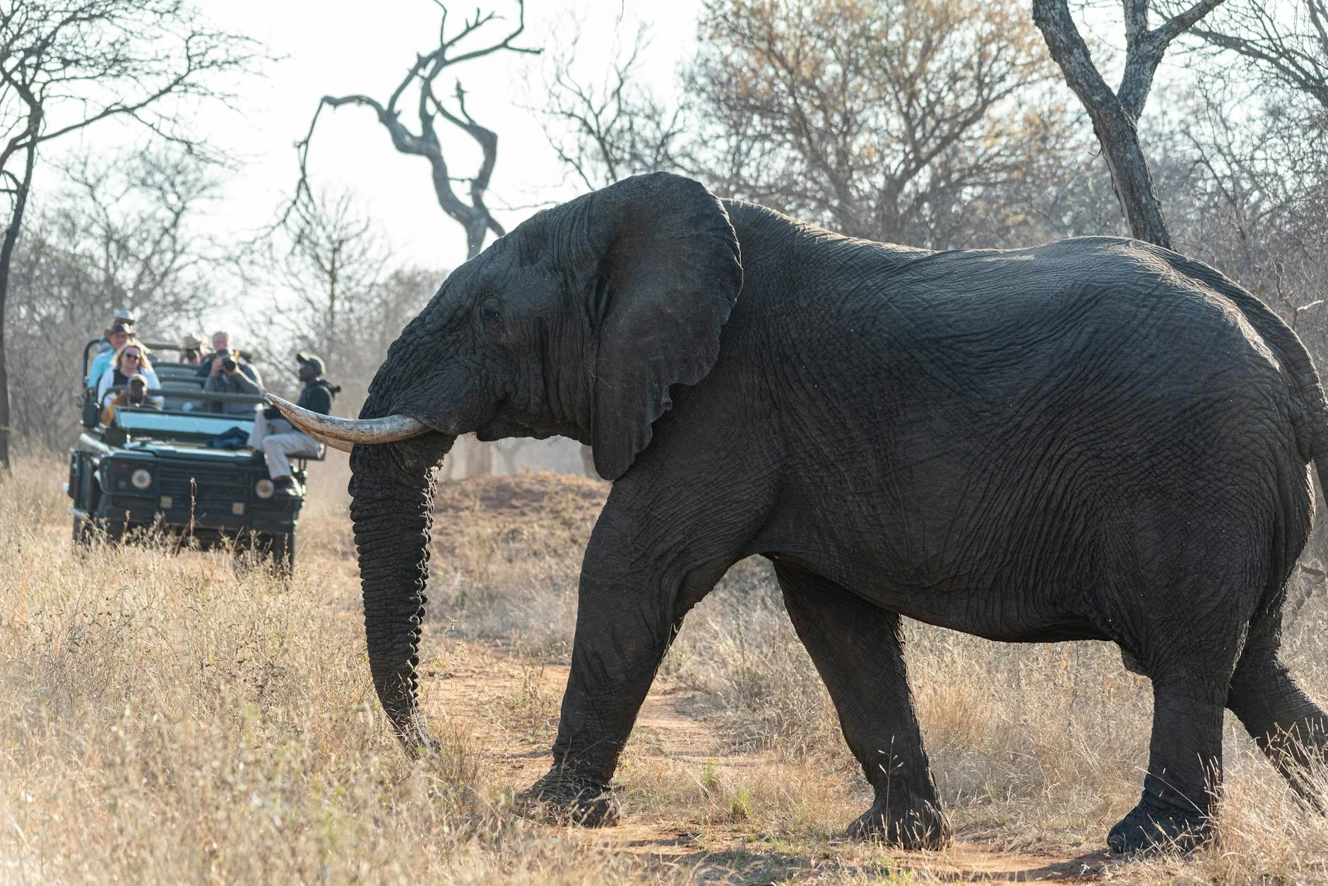 Elephants on early morning game drive - best time of day to see elephants active