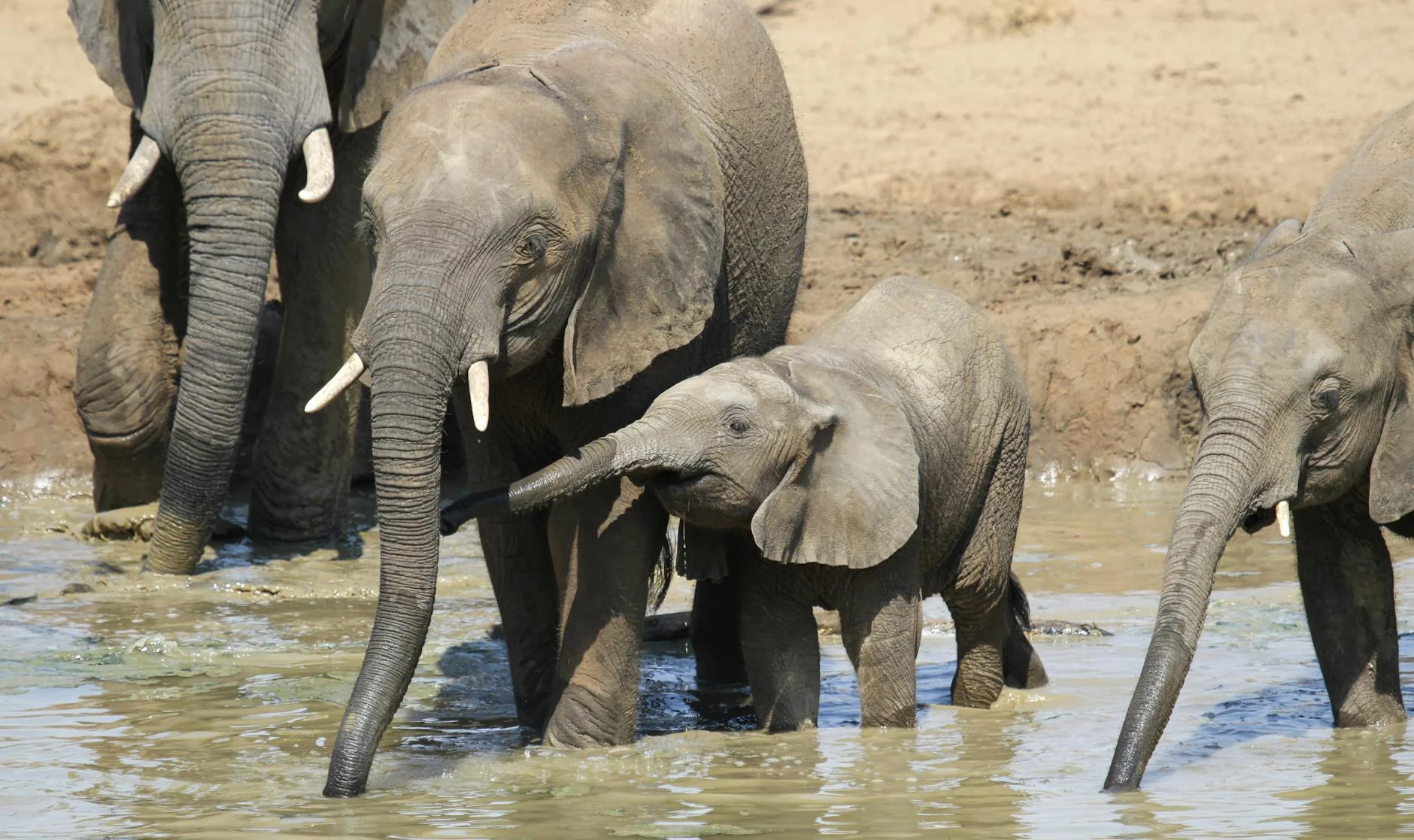 Elephants at waterhole on safari - drinking and bathing behaviour