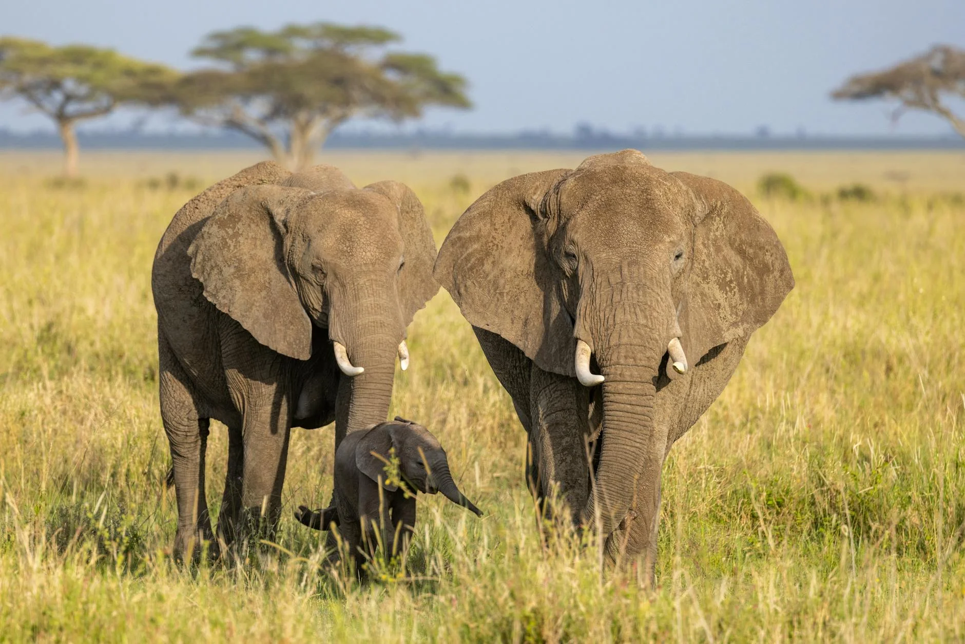 Kenya safari landscape with elephants and acacia trees