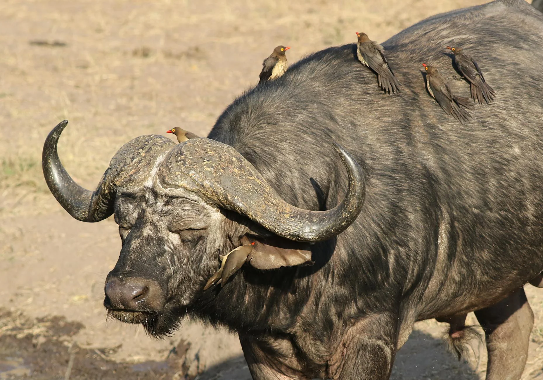 Cape buffalo in Kruger National Park South Africa - large herds on safari