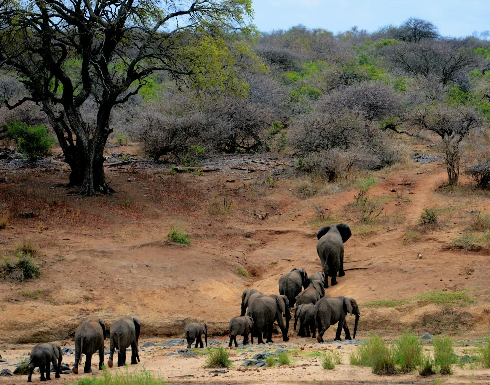 Elephants in Kruger National Park South Africa - large herds on safari