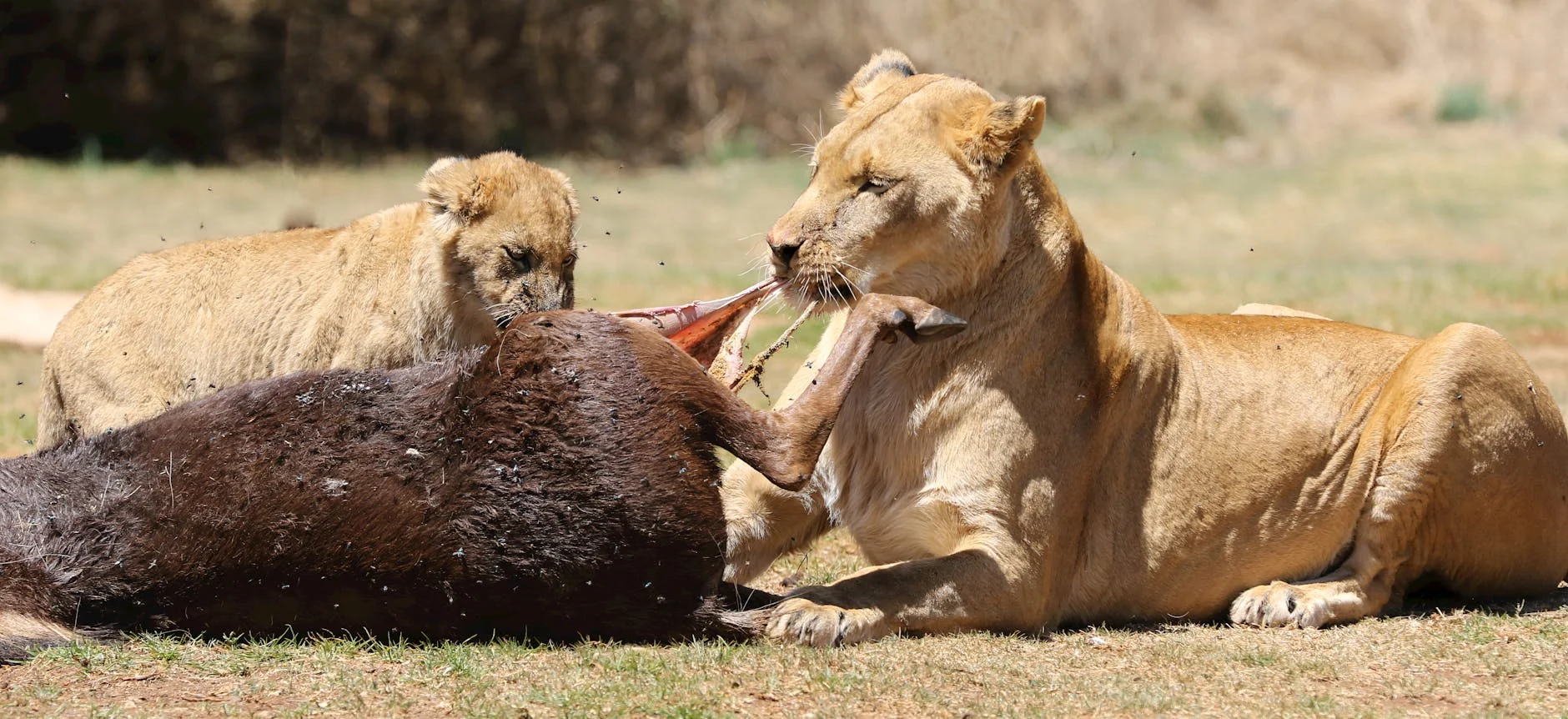 Lions in Kruger National Park South Africa - best places to see lions in Southern Africa