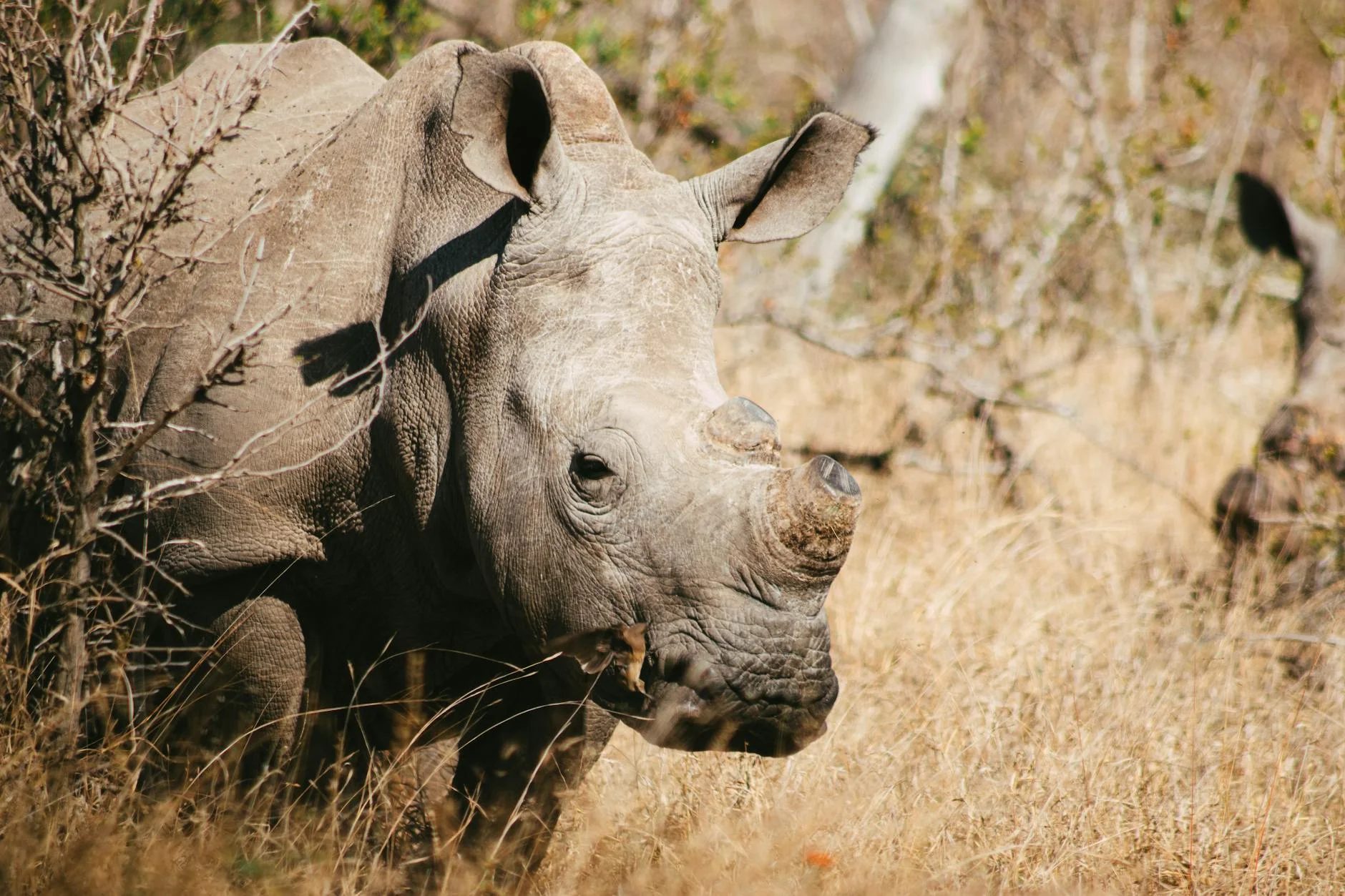 Rhinos in Kruger National Park South Africa - both white and black rhinos