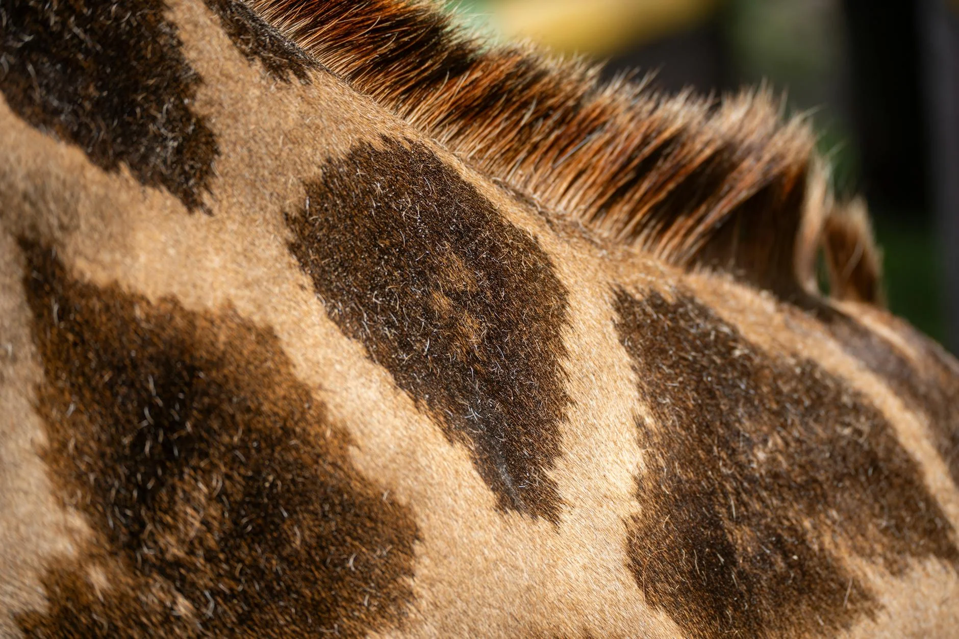Leopard camouflage on safari - spotted coat blending with environment