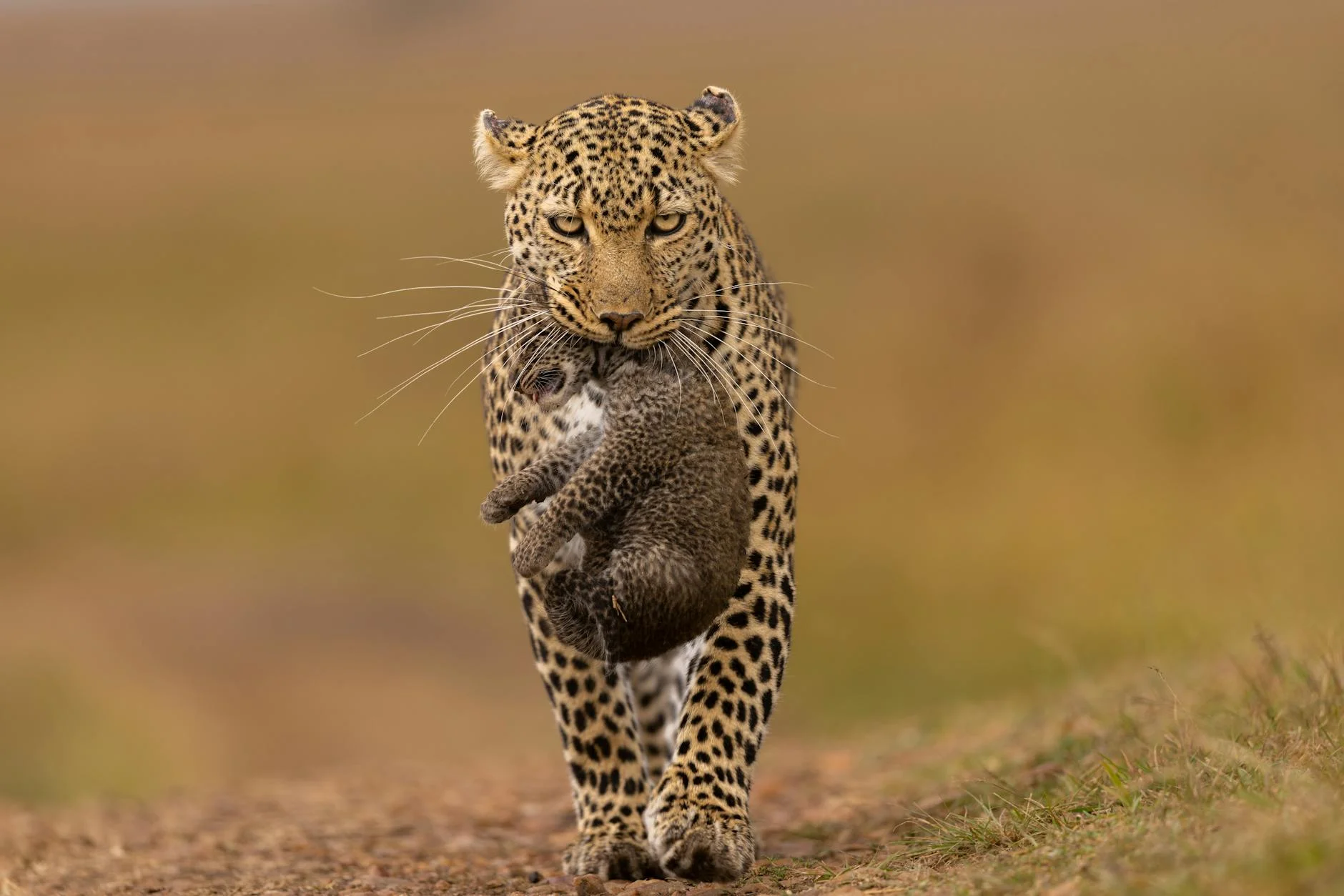 Leopard conservation efforts - protecting leopards on safari in Africa