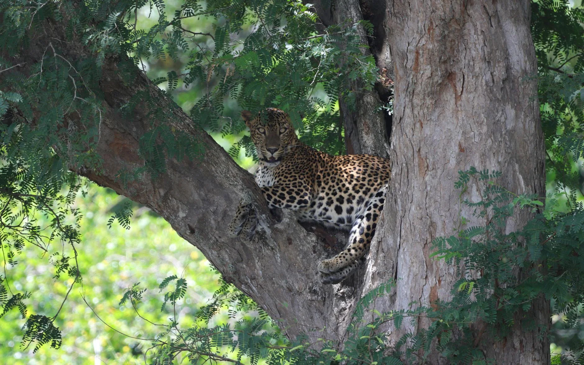 Leopard resting in tree on safari - tree-dwelling behaviour during day