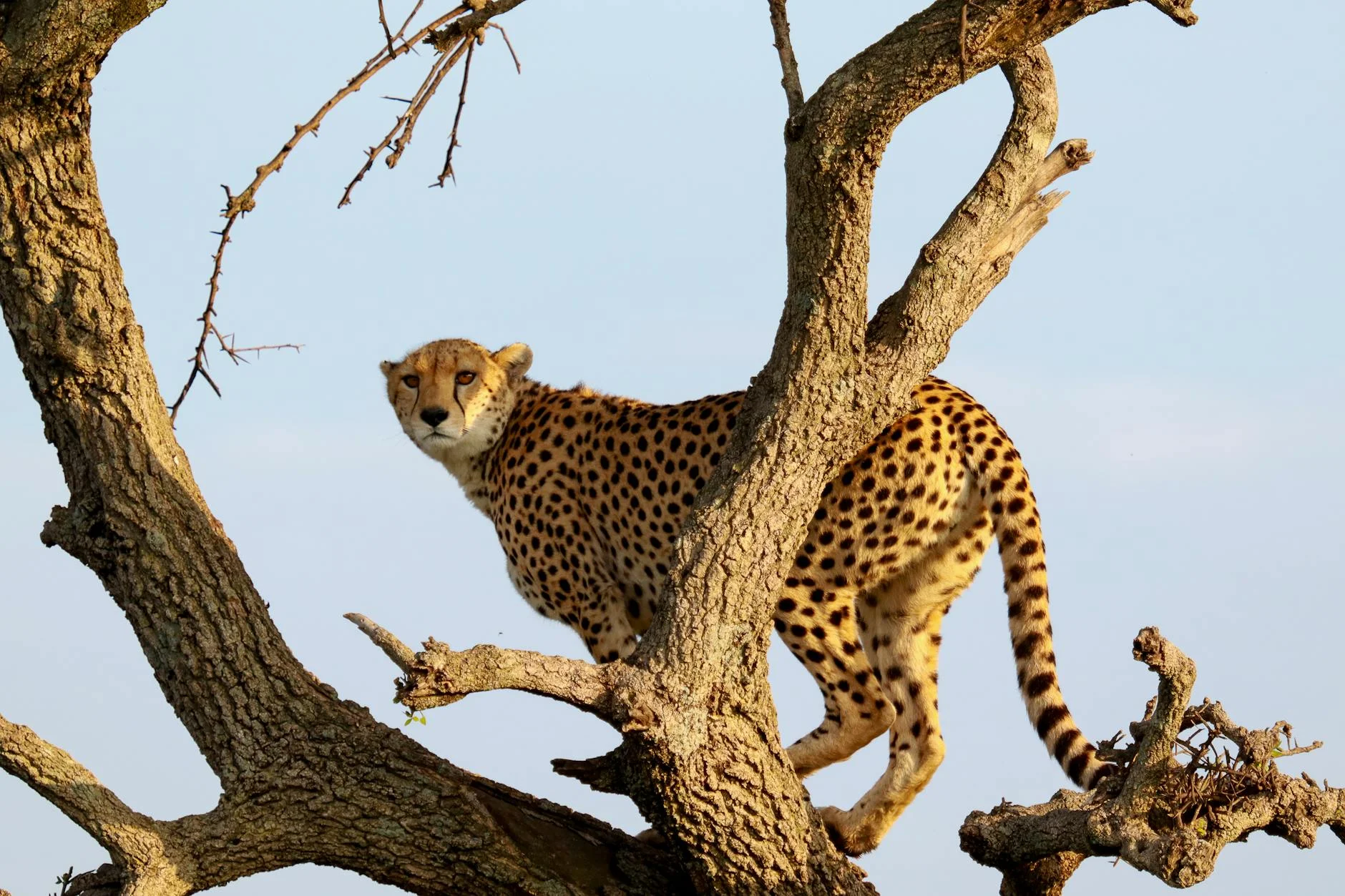 Leopard in tree on safari - excellent climbing ability and tree-dwelling behaviour