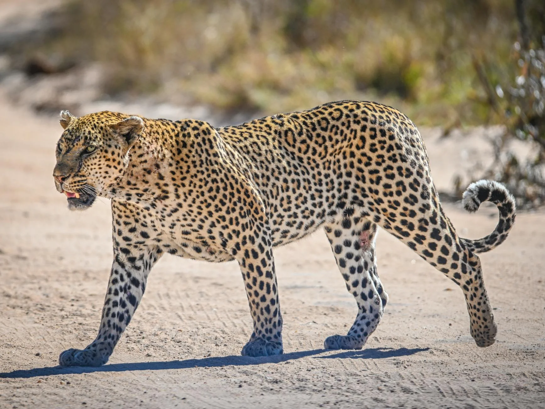 Leopard viewing tips on safari - best time and techniques to see leopards