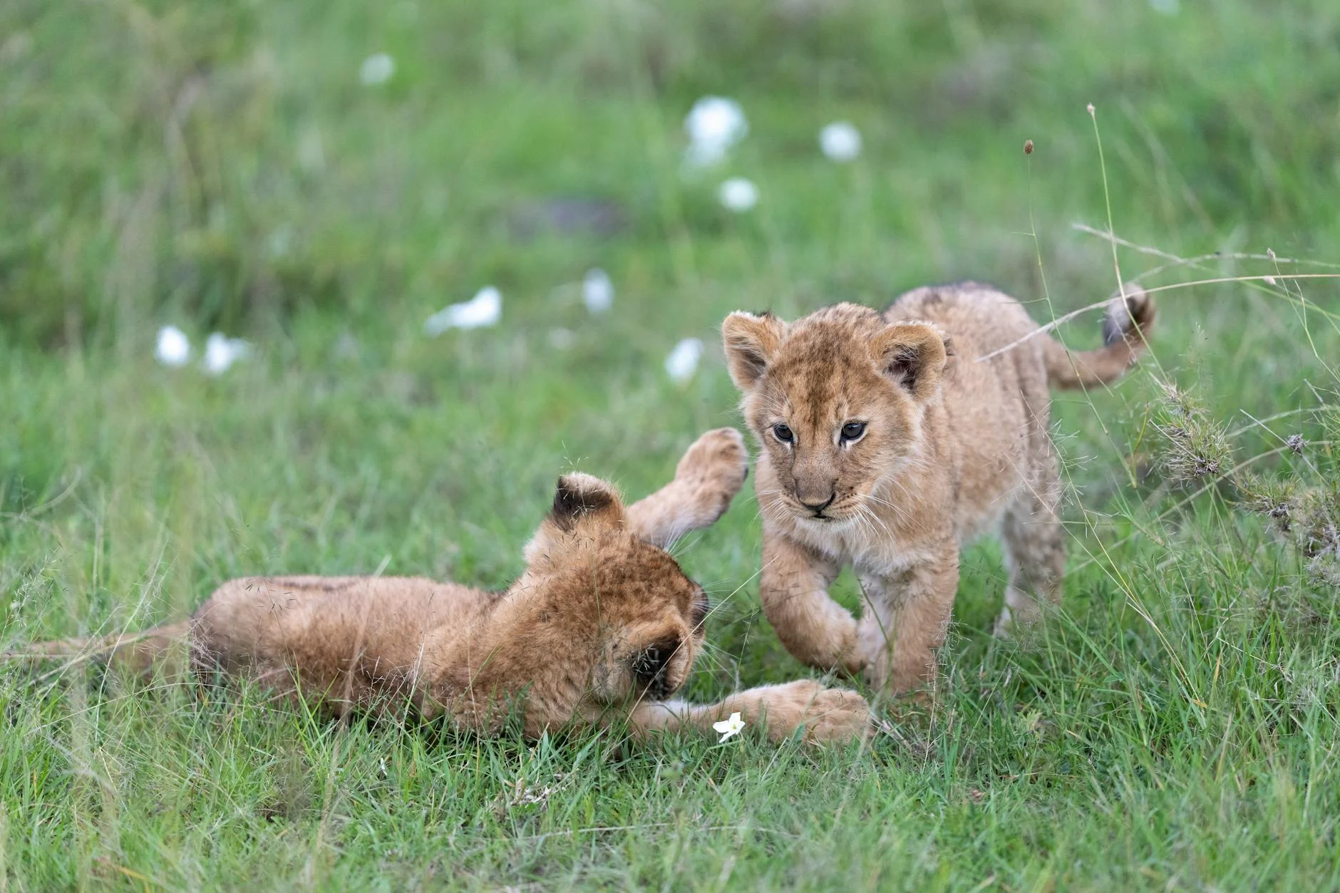 Lion conservation efforts - protecting lions on safari in Africa