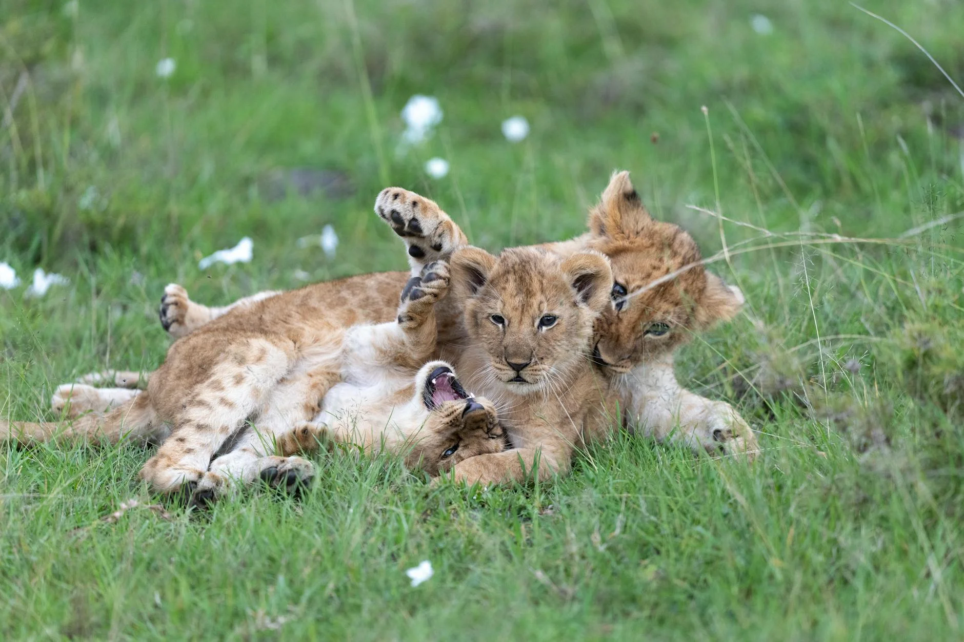 Lion cubs on safari - young lions with spotted coats learning from pride