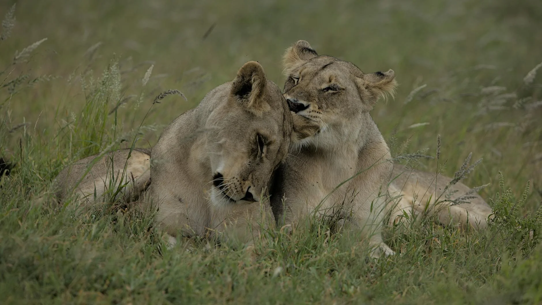 Lion pride on safari - group of lions resting together showing social structure