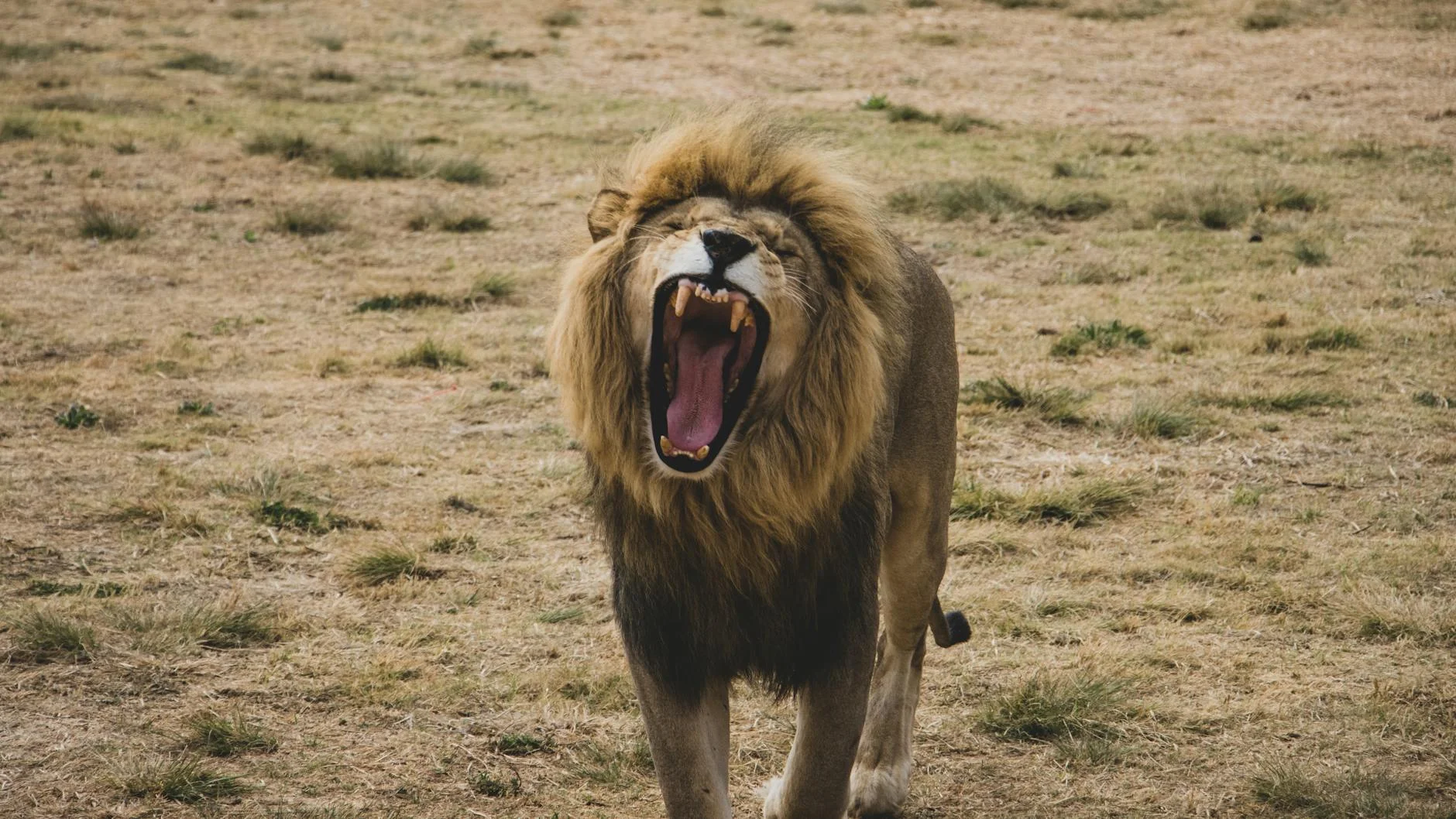 Male lion roaring on safari - territorial behaviour and communication