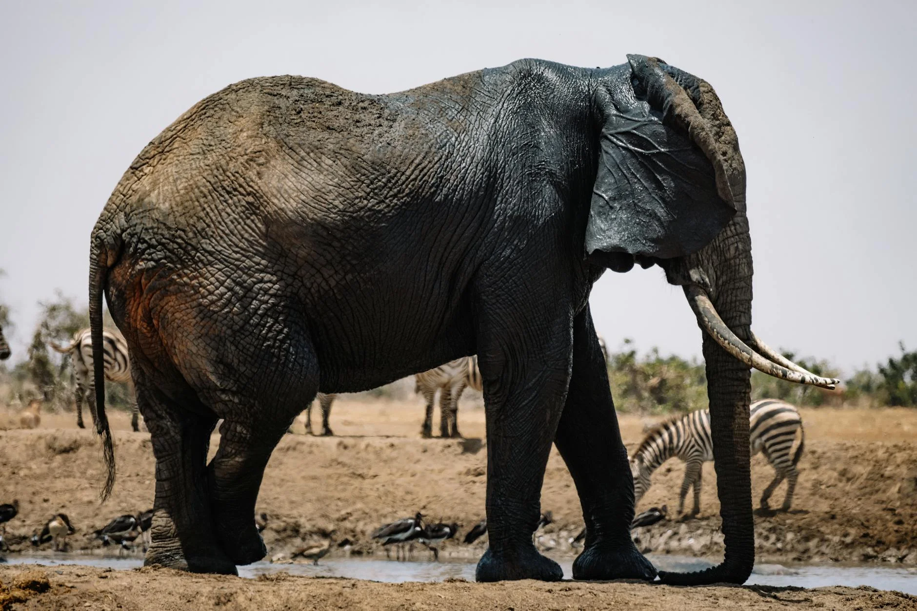 Lions during dry season on safari - best time to see lions when prey concentrates at waterholes