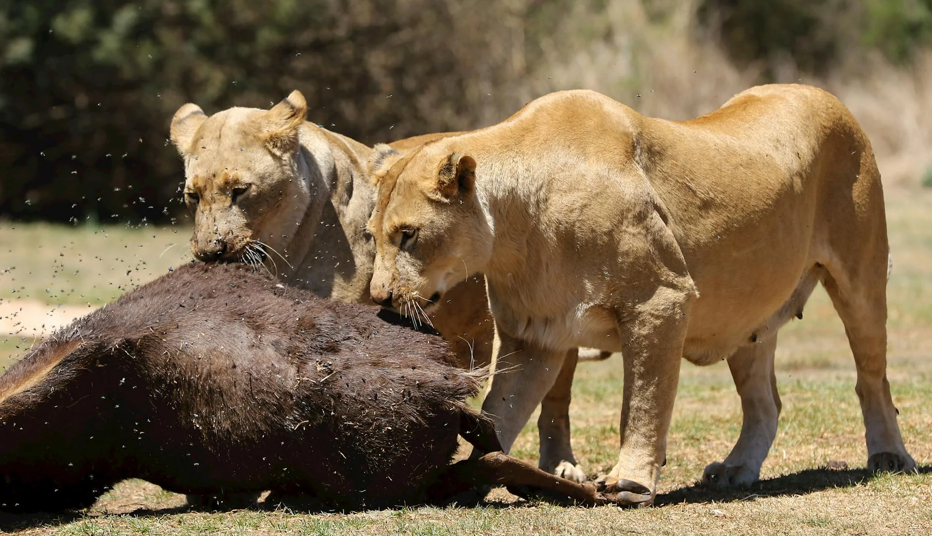 Lions hunting on safari - lionesses working together to hunt prey