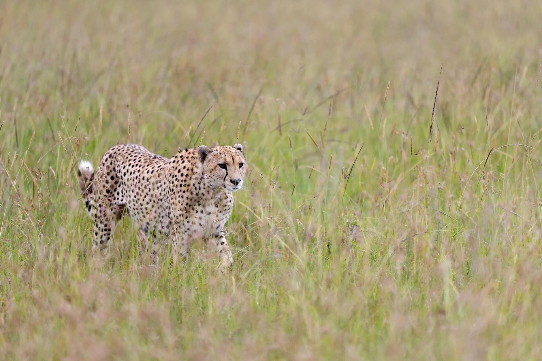 Cheetahs in Masai Mara Kenya - excellent cheetah viewing opportunities