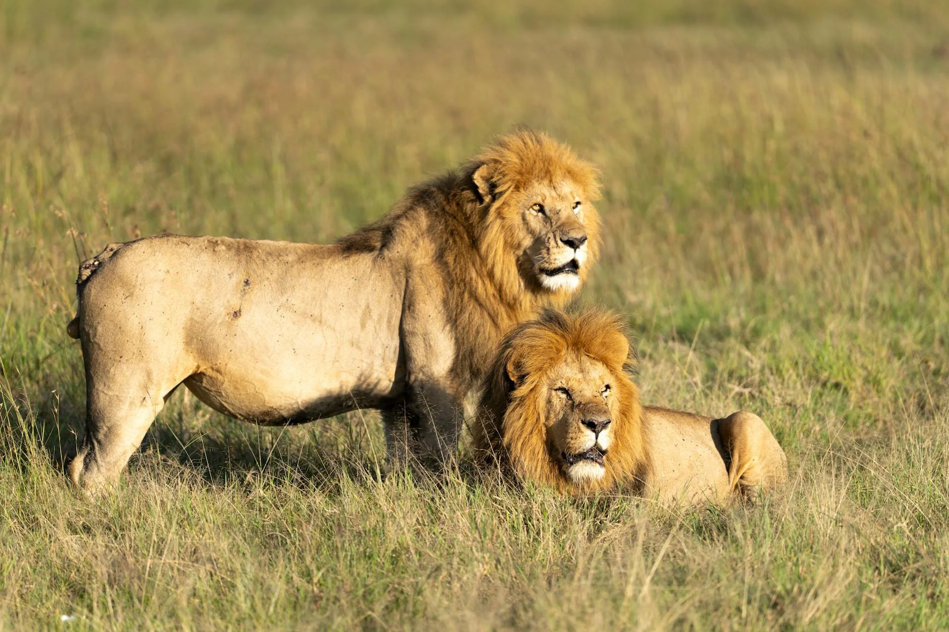 Lions in Masai Mara National Reserve Kenya - best place to see lions on safari