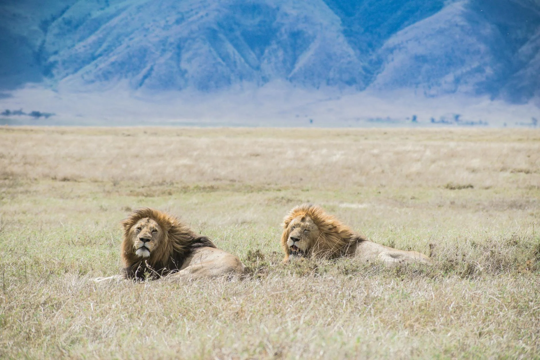Lions in Ngorongoro Crater Tanzania - high density lion viewing on safari