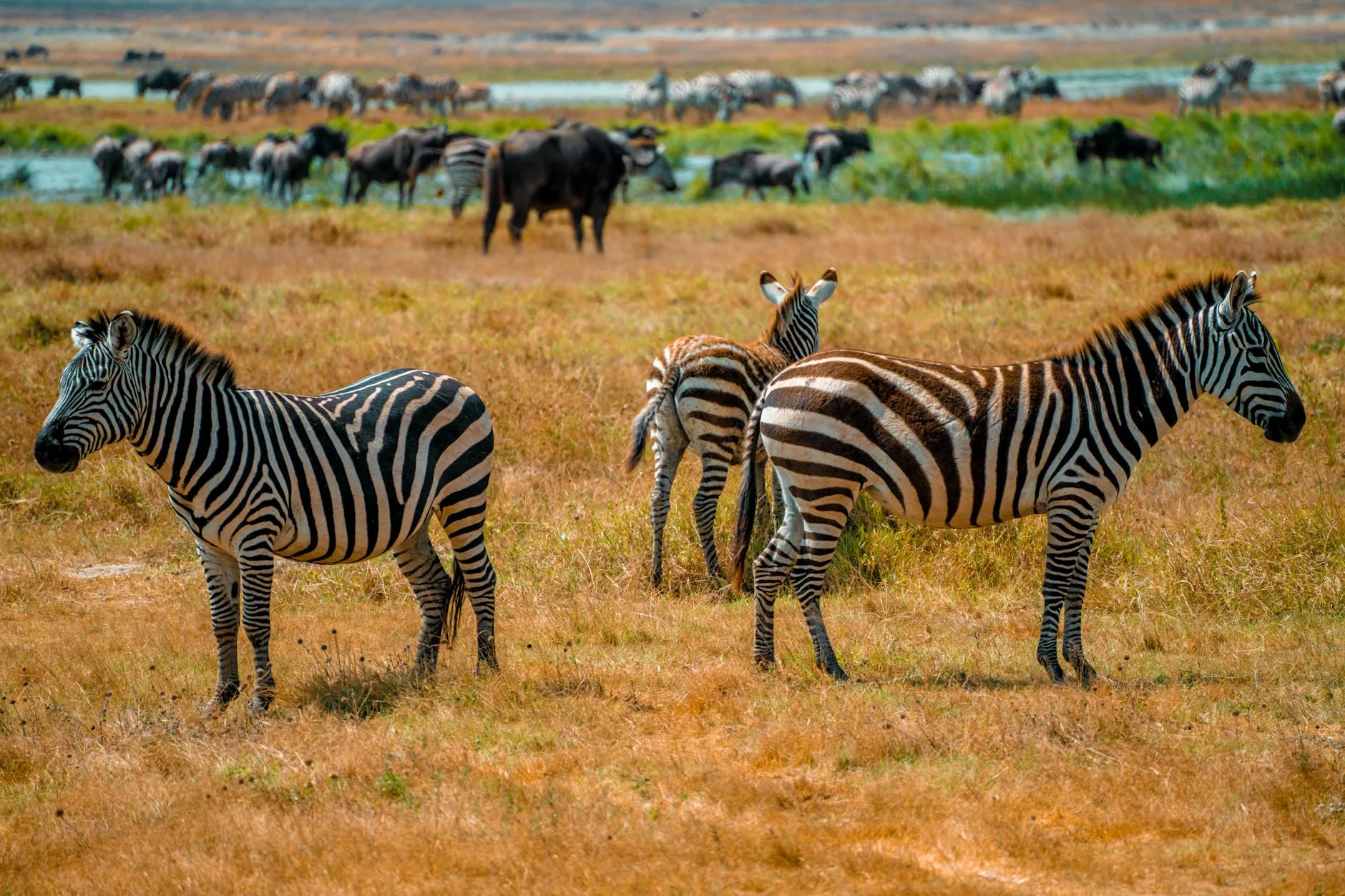 Black rhinos in Ngorongoro Crater Tanzania - best place to see black rhinos