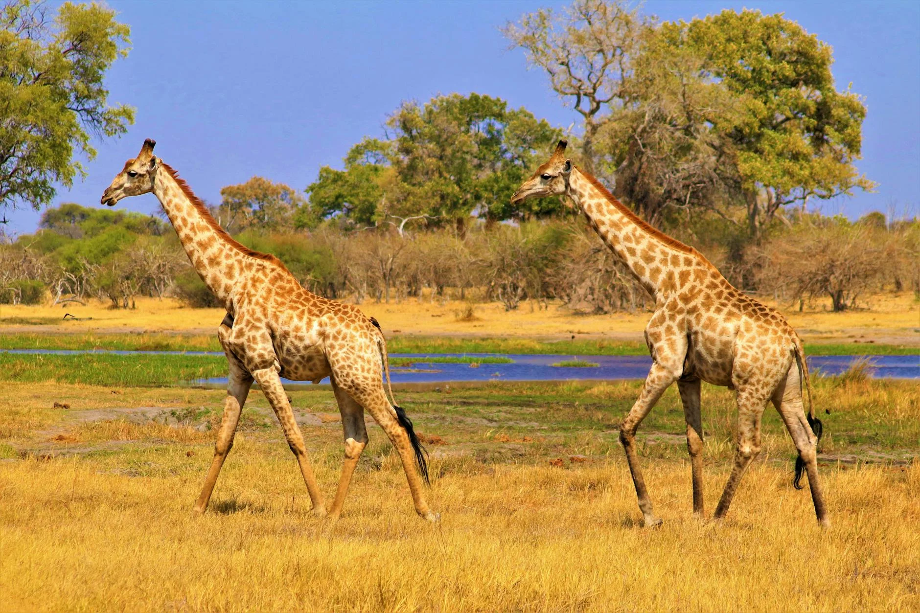 Cheetahs in Okavango Delta Botswana - unique cheetah viewing in floodplains