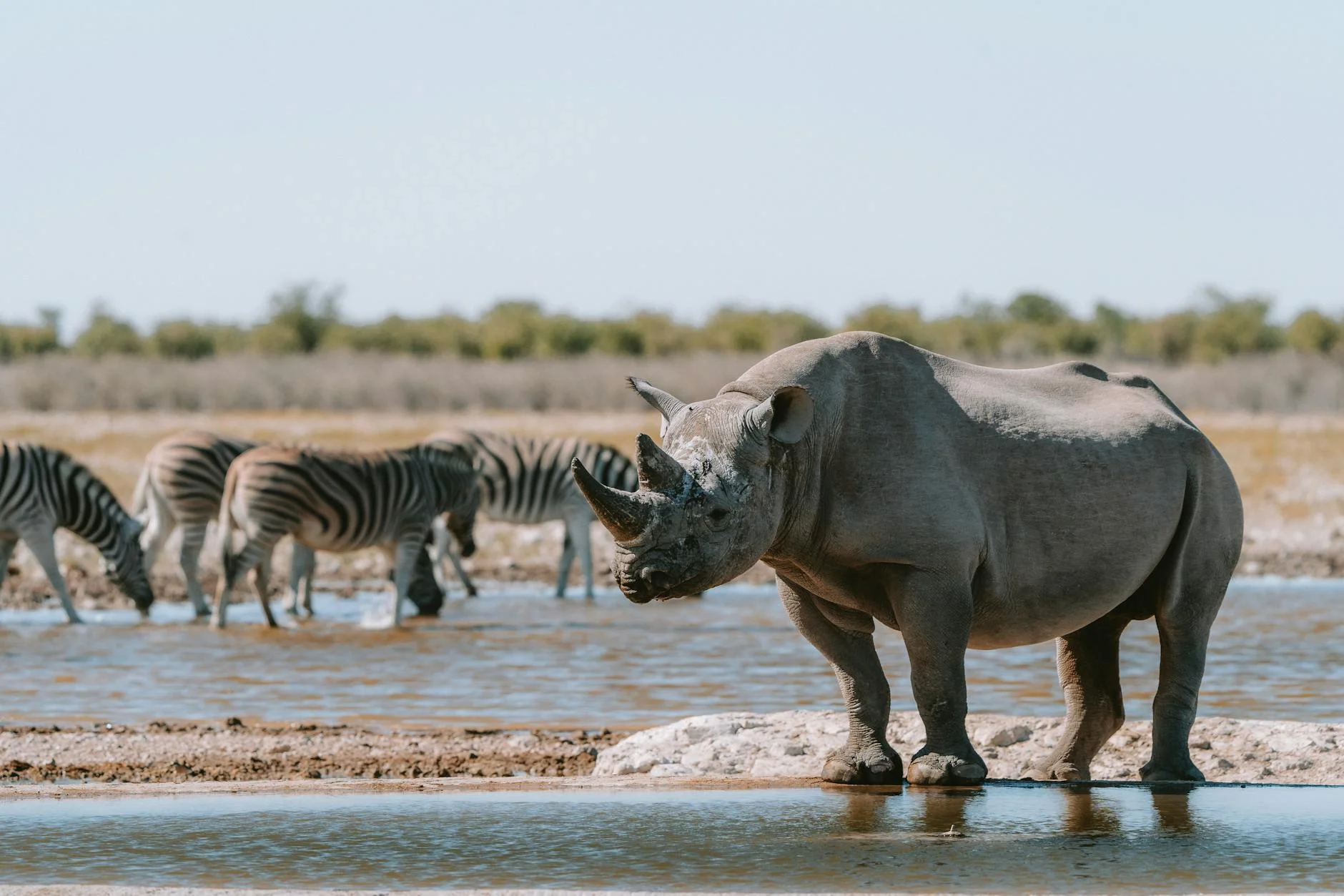 Rhino behaviour on safari - social interactions and feeding