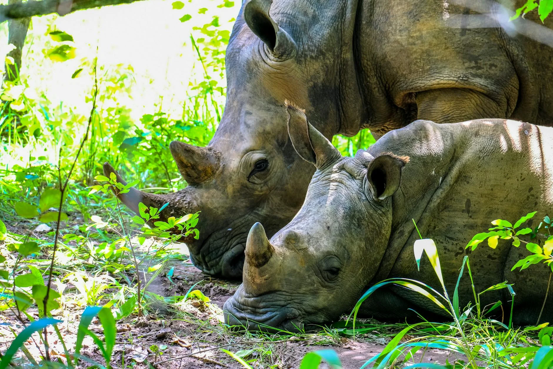 Rhino conservation efforts - protecting rhinos from poaching on safari