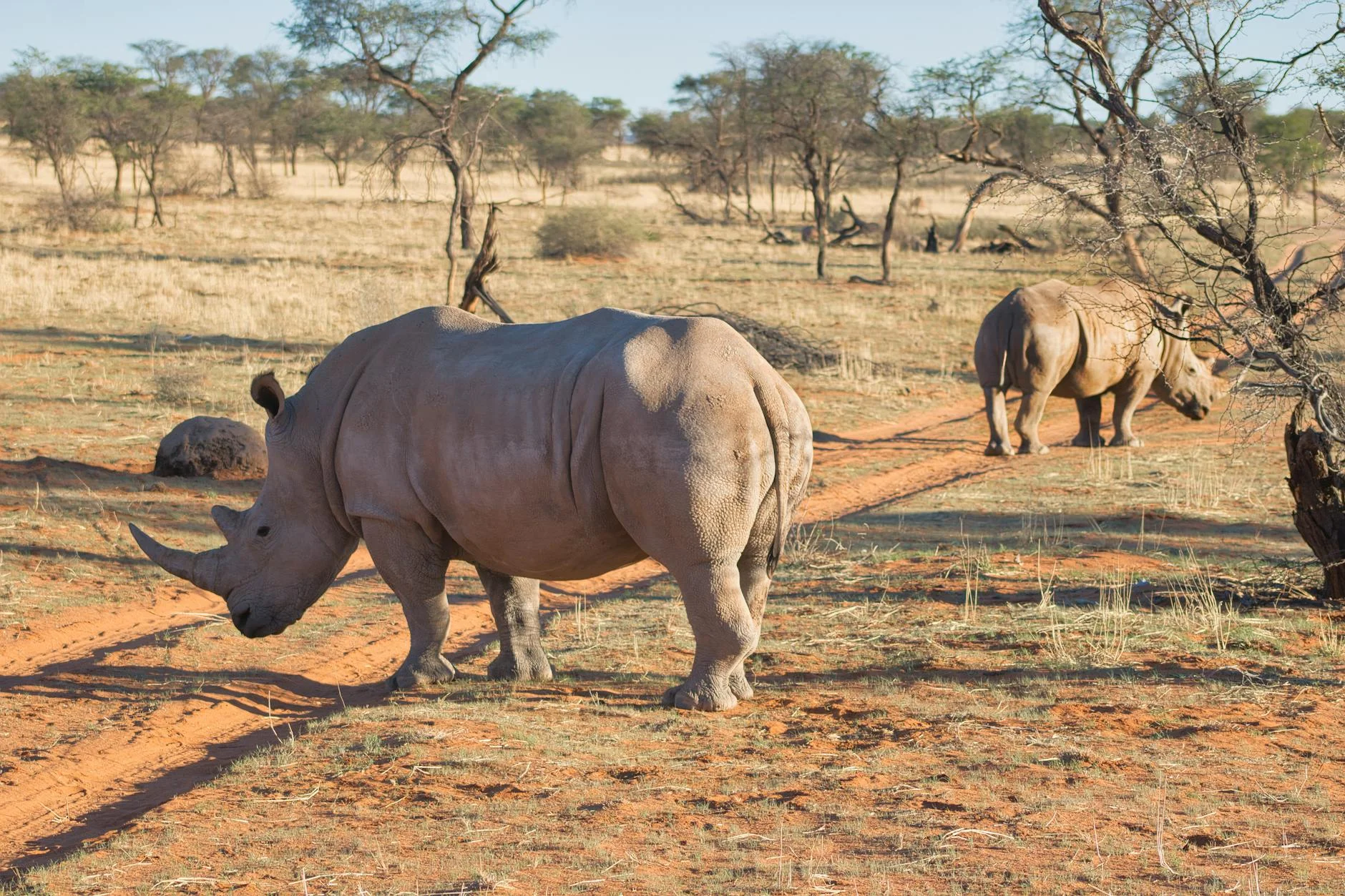 Rhinos