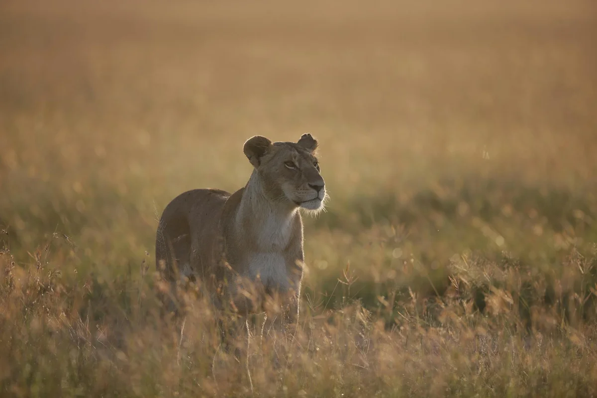 Serengeti Tented Camp - Image 1