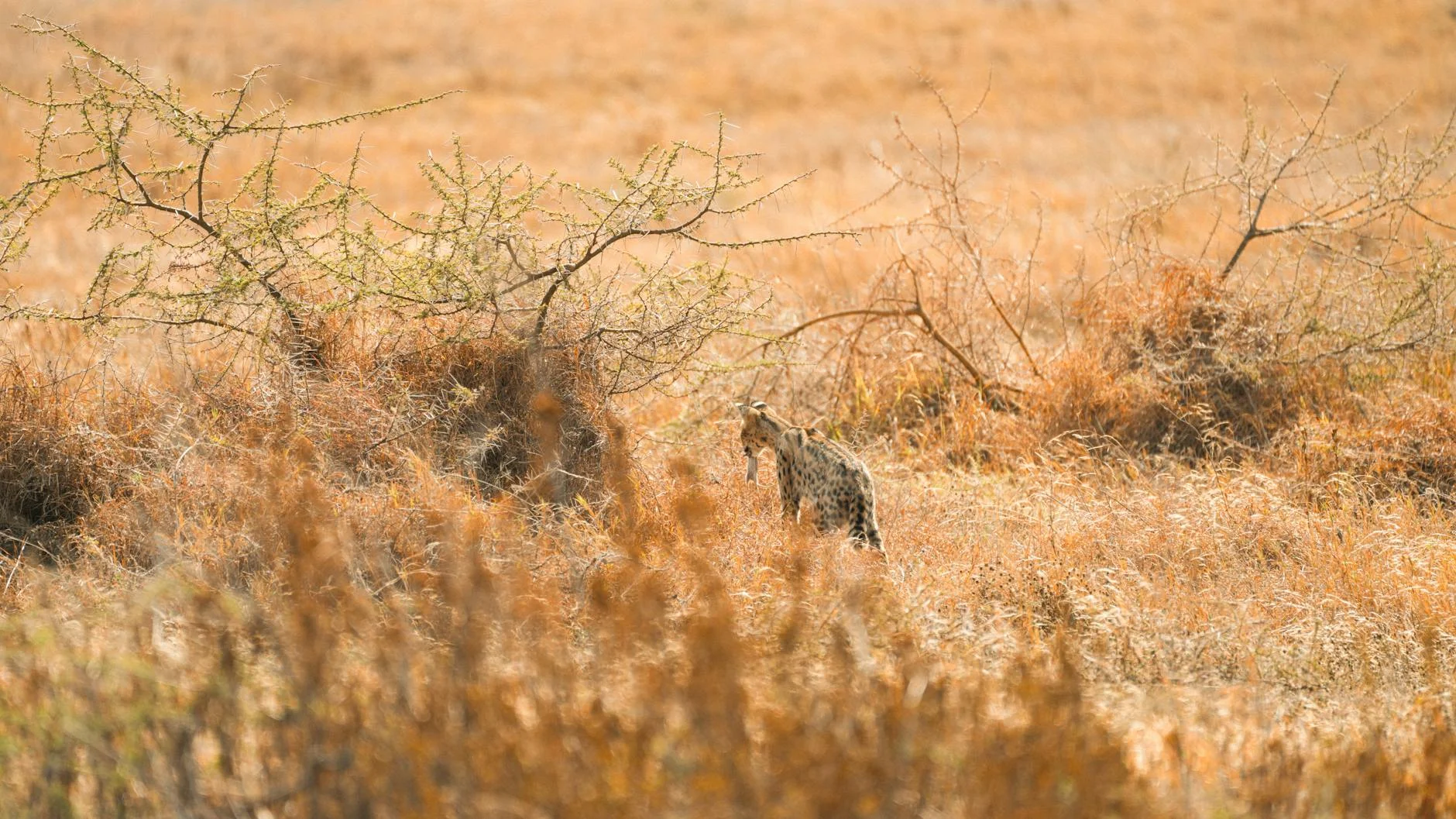 Cheetahs in Serengeti National Park Tanzania - best place to see cheetahs on safari