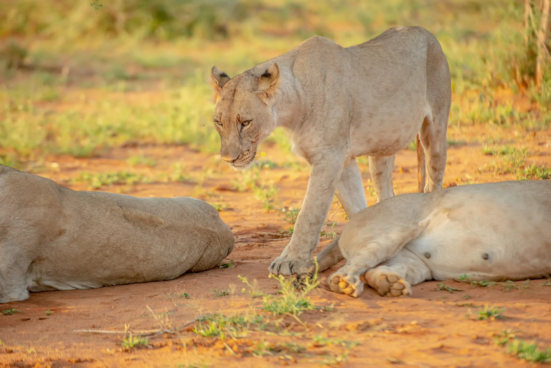 Lions in Serengeti National Park Tanzania - lion prides on safari