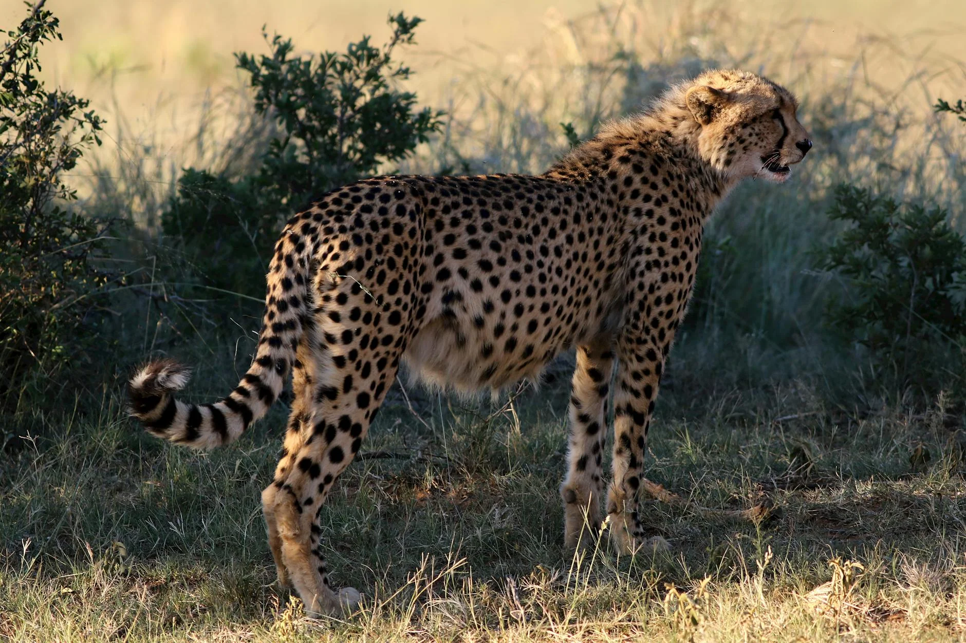 South Africa Kruger National Park lion on savanna