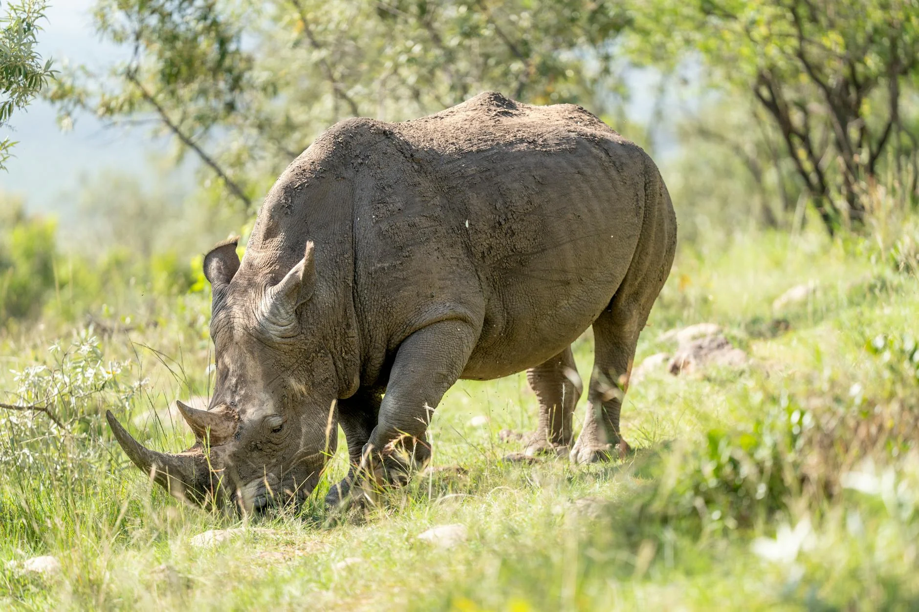 White rhino on safari - wide square lip for grazing grass